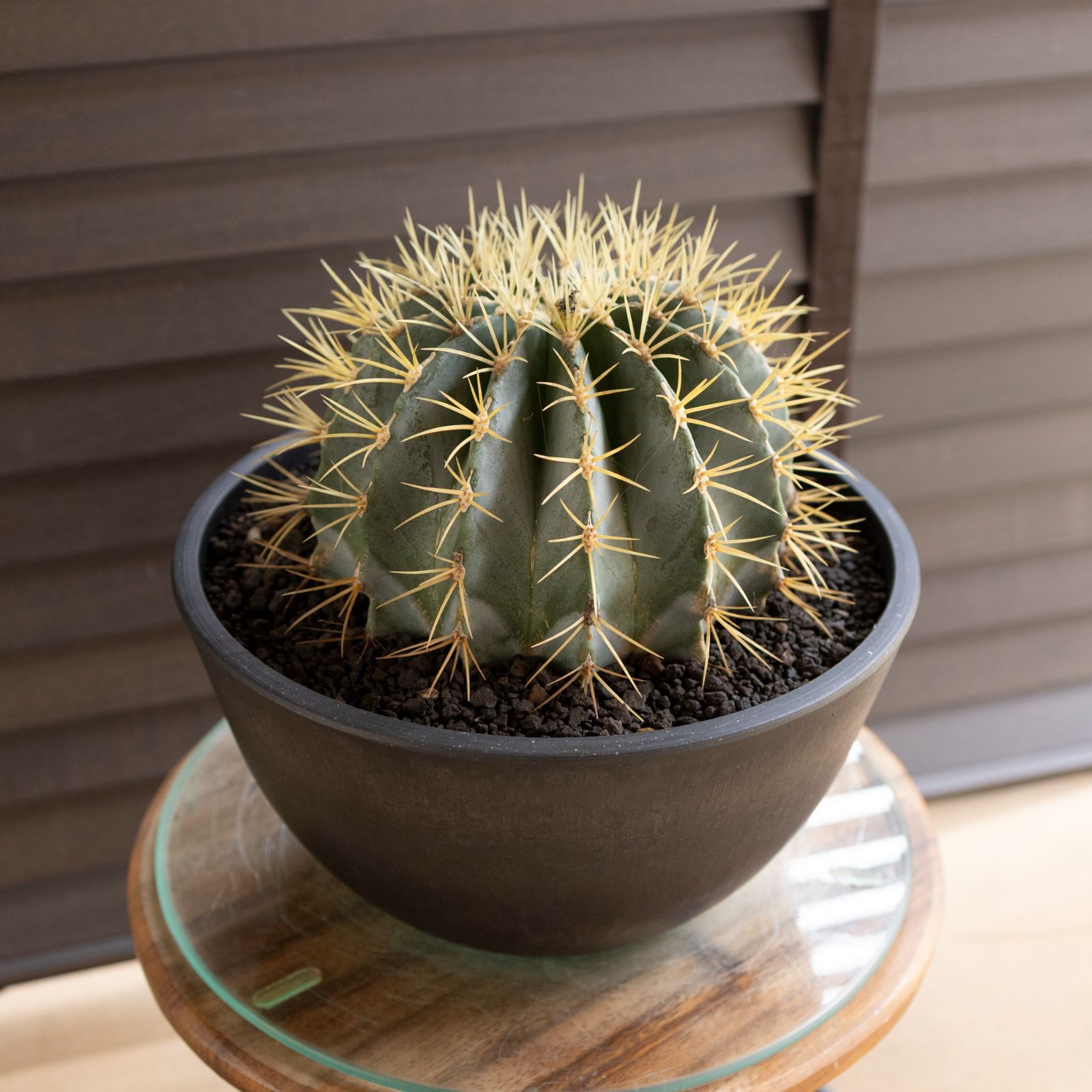 発根済】25cm 王冠竜 フェロカクタス ブルーバレルカクタス サボテン 8