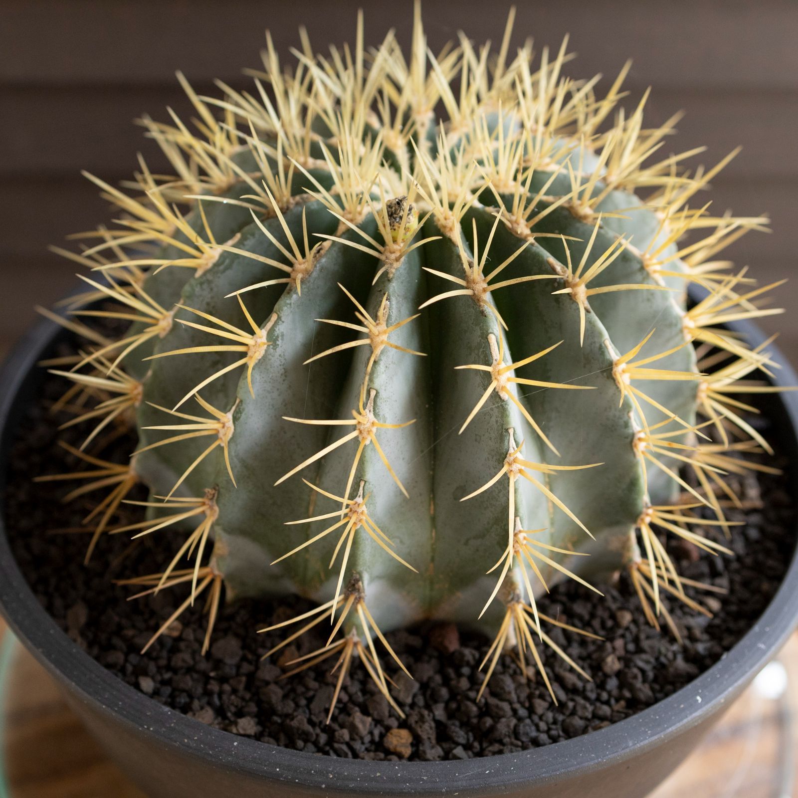 発根済】25cm 王冠竜 フェロカクタス ブルーバレルカクタス サボテン 8