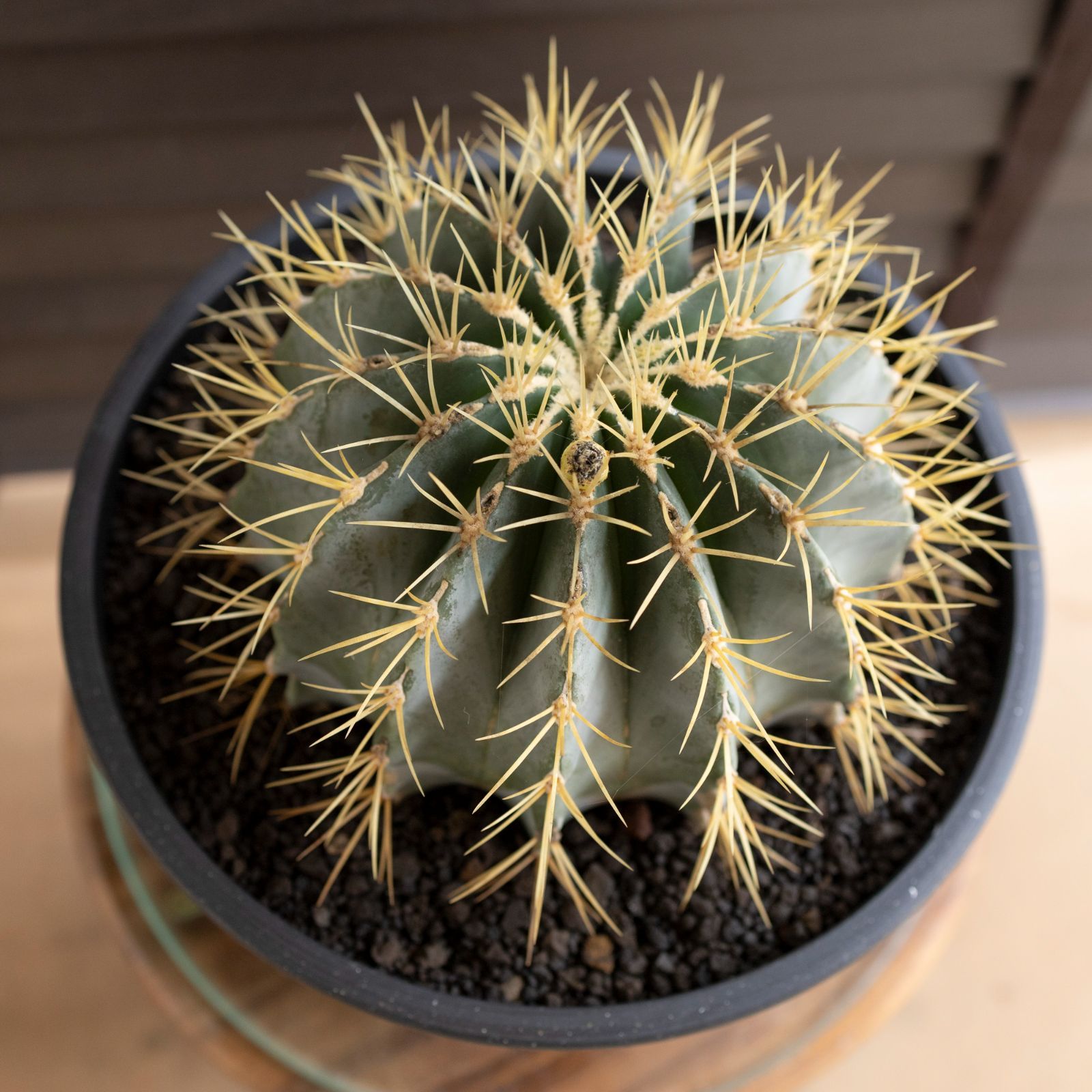 発根済】25cm 王冠竜 フェロカクタス ブルーバレルカクタス サボテン 8