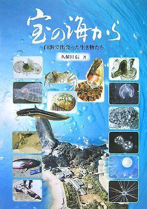 宝の海から: 白浜で出会った生き物たち