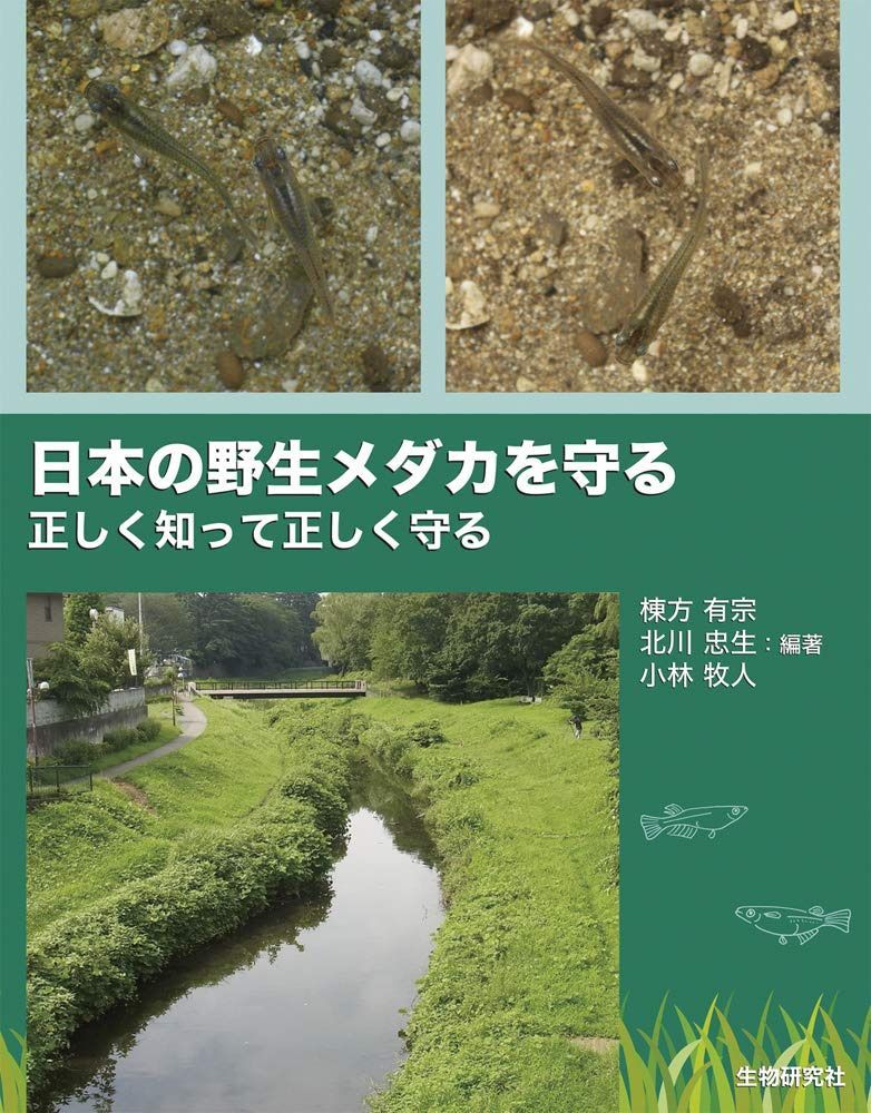 日本の野生メダカを守る ?正しく知って正しく守る