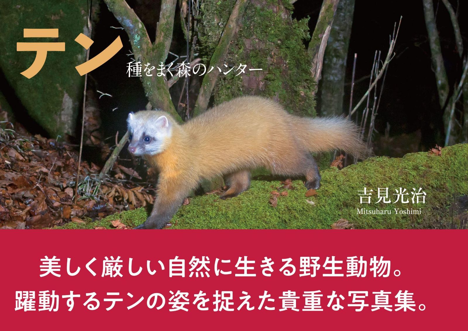テン 種をまく森のハンター