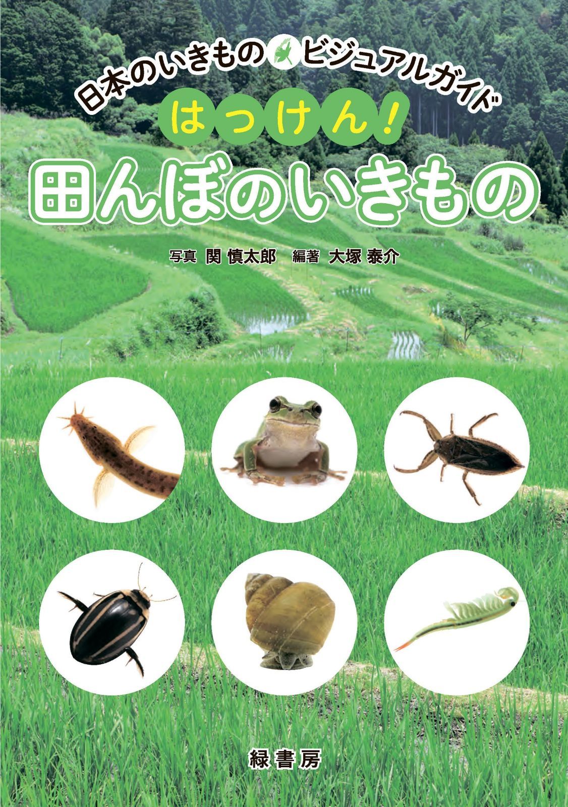 日本のいきものビジュアルガイド　はっけん！　田んぼのいきもの