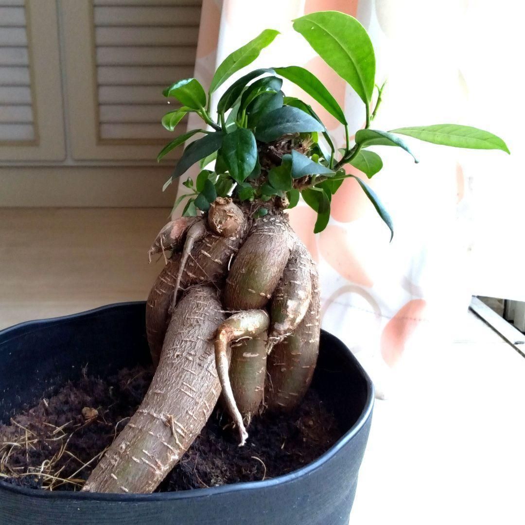 ガジュマル☆多幸の木☆鉢植え☆鉢を含め高さ26cmぐらい☆キジムナー