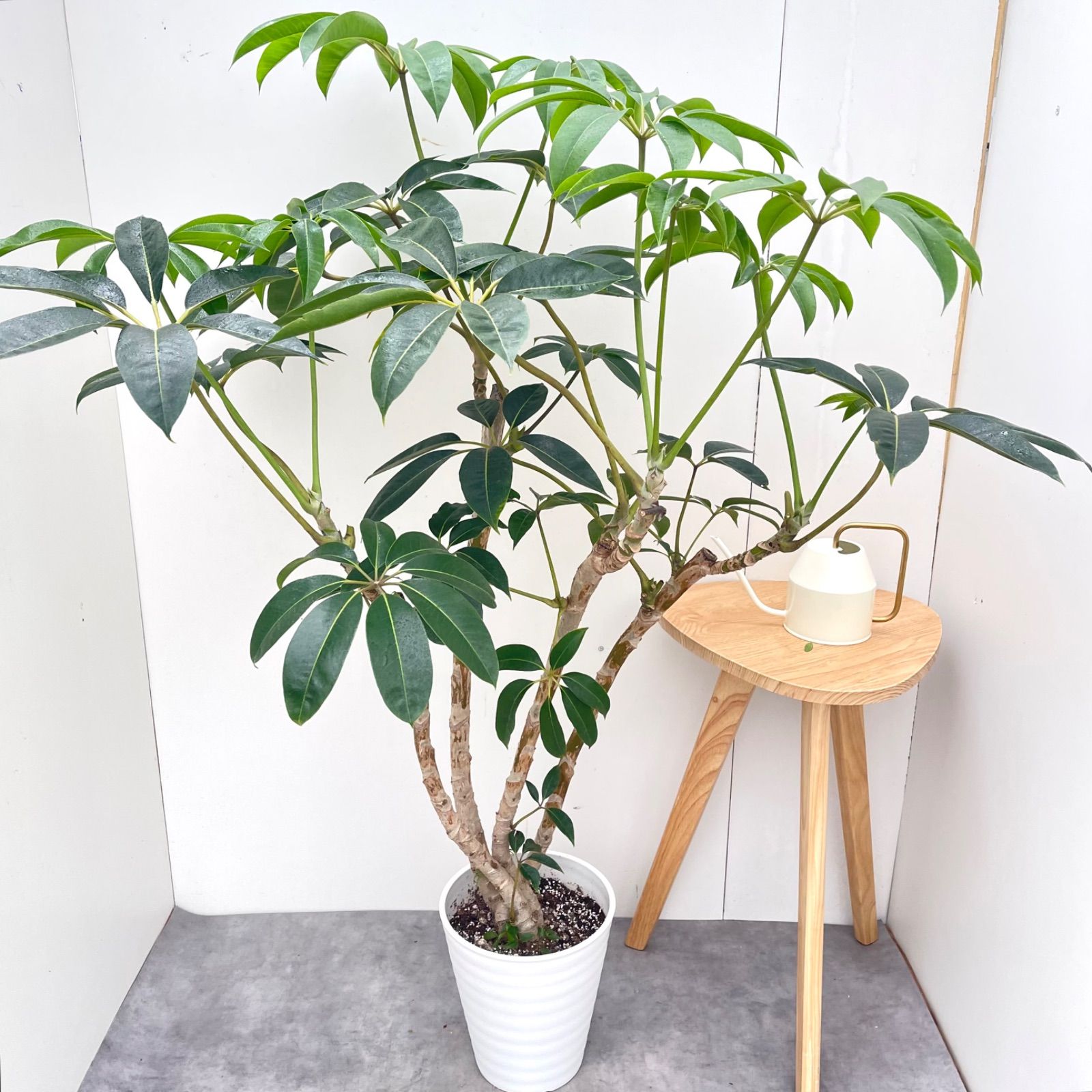 ツピタンサス シェフレラ ピュックレリ 1【現品】観葉植物 室内 大型
