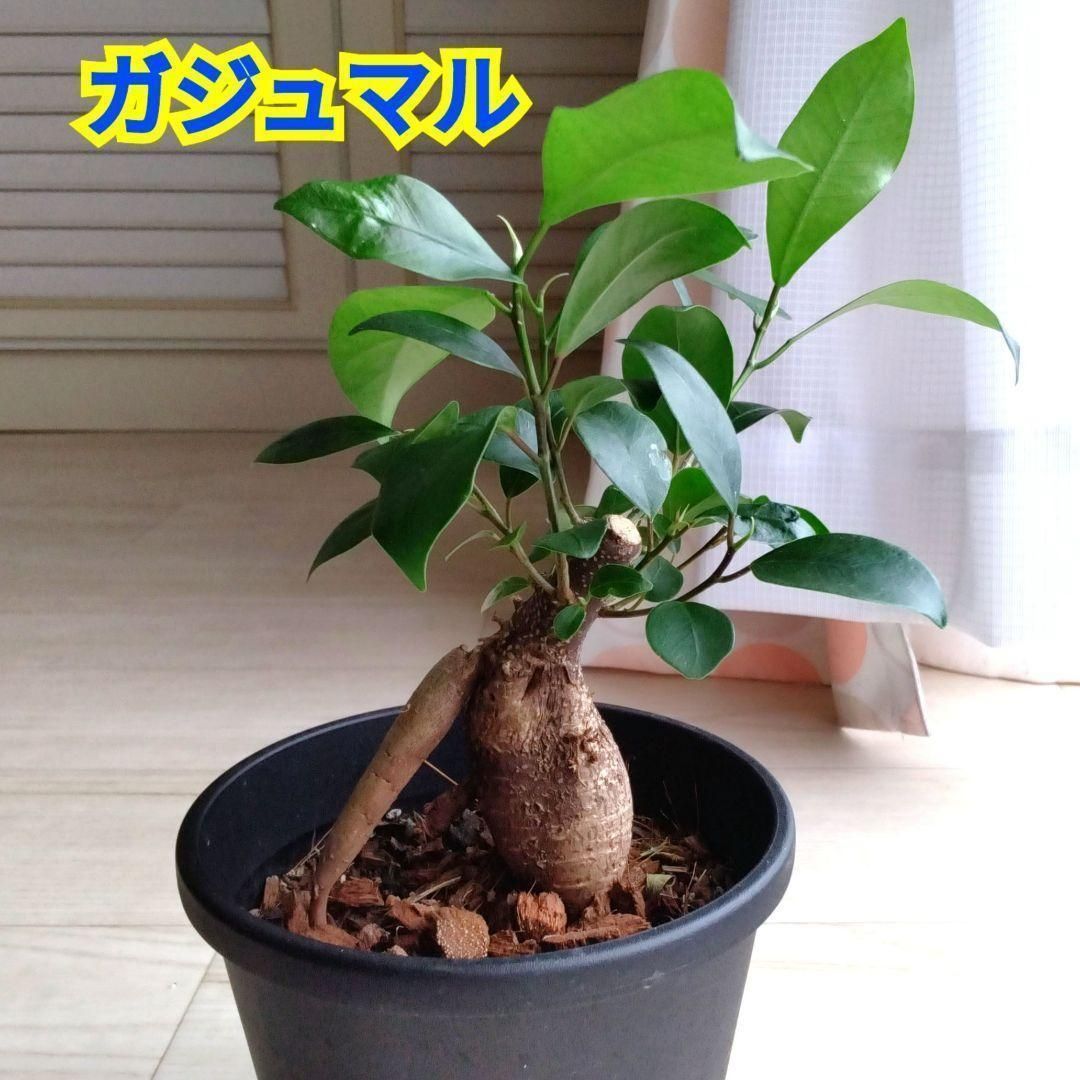 ガジュマル☆多幸の木☆鉢を含め高さ27cmぐらい☆観賞用☆キジムナー
