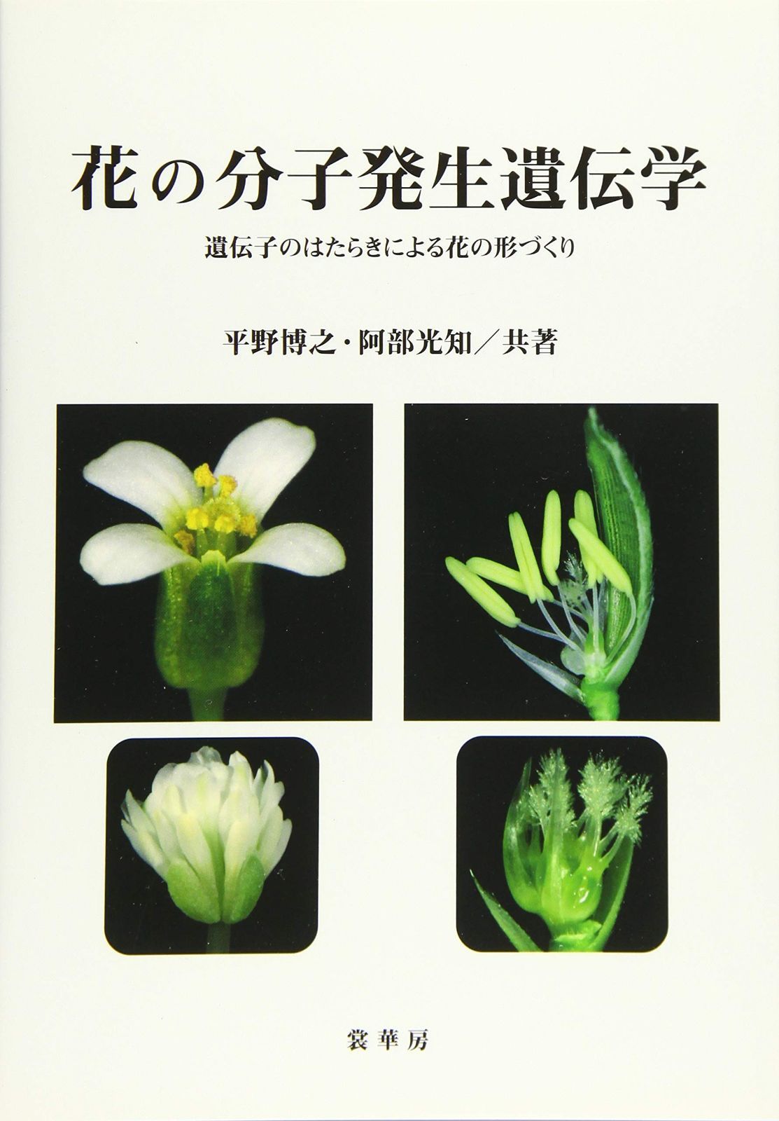 花の分子発生遺伝学 -遺伝子のはたらきによる花の形づくり-