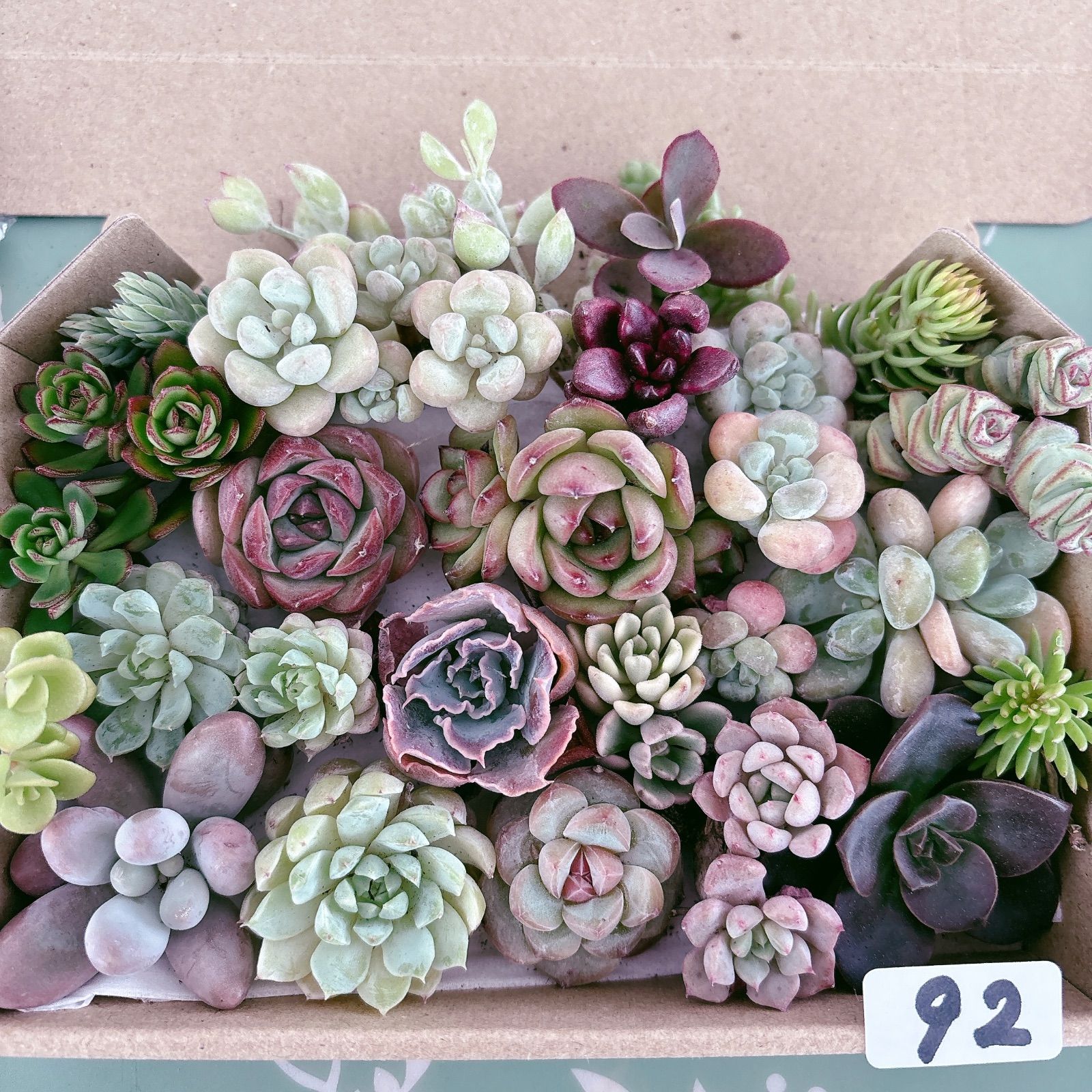 92 多肉植物寄せ植えセット - メルカリ
