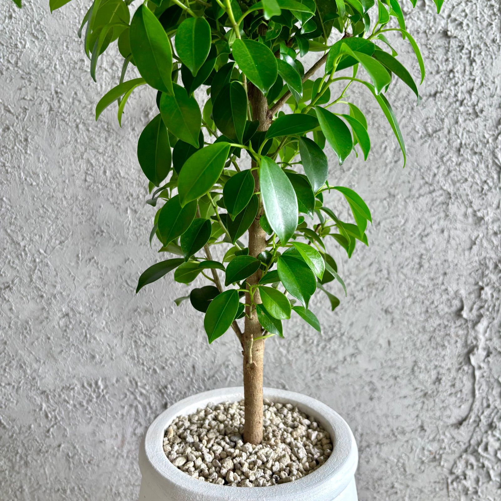 美形 ガジュマル 6号 テラコッタ鉢植え ホワイト 受け皿付き - メルカリ