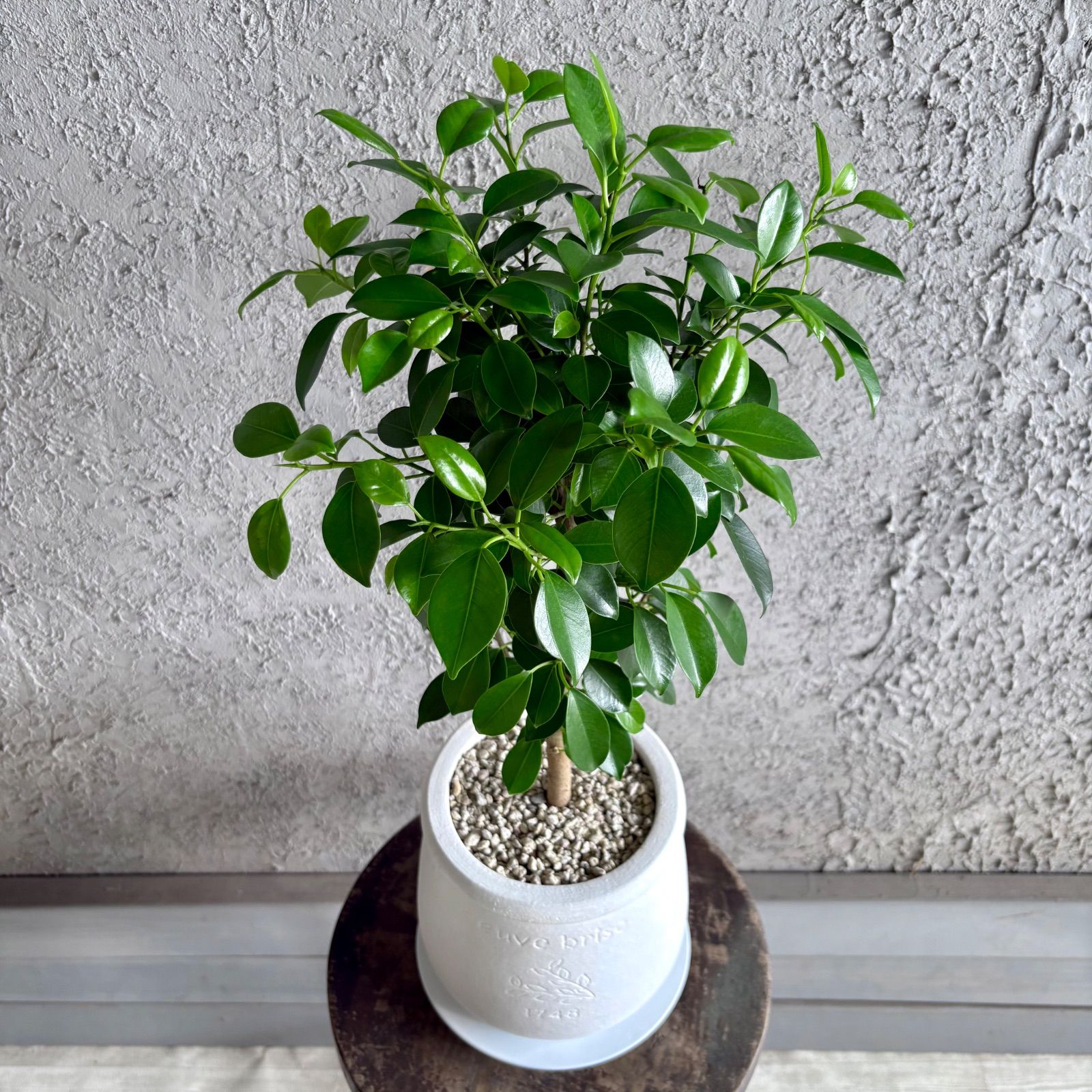 美形 ガジュマル 6号 テラコッタ鉢植え ホワイト 受け皿付き - メルカリ