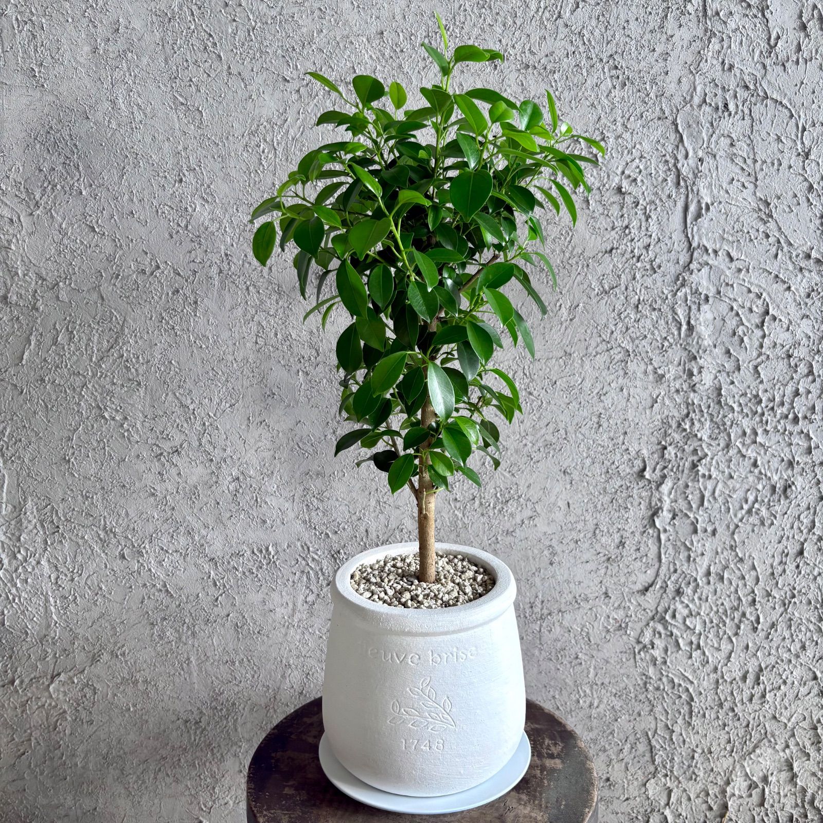 美形 ガジュマル 6号 テラコッタ鉢植え ホワイト 受け皿付き - メルカリ