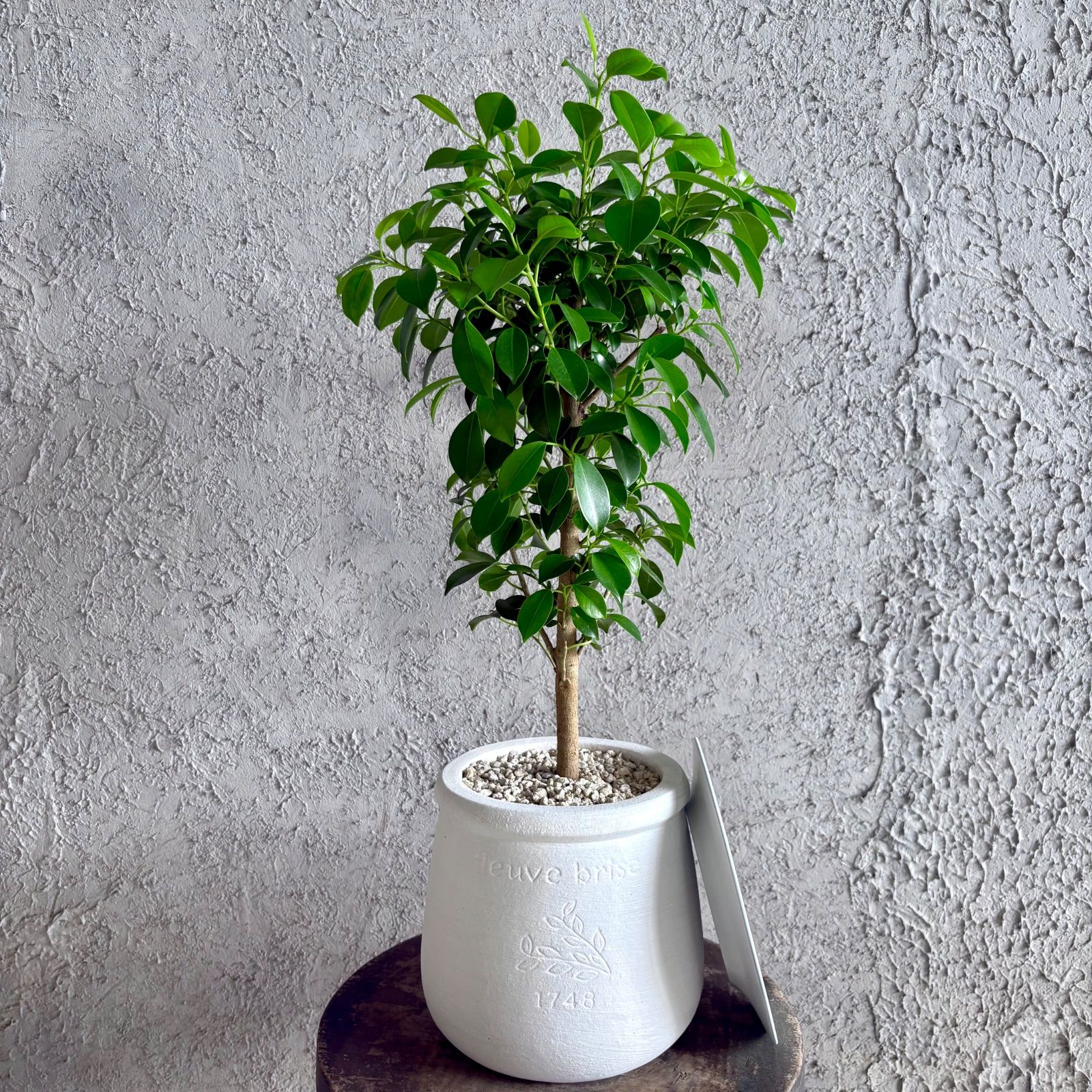 美形 ガジュマル 6号 テラコッタ鉢植え ホワイト 受け皿付き - メルカリ