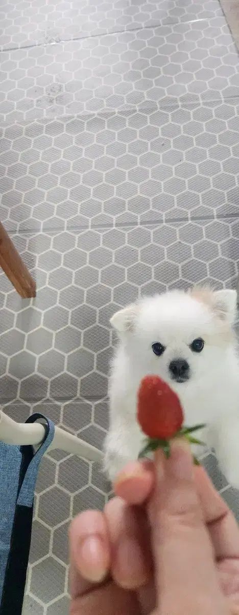 犬がいちごを食べている