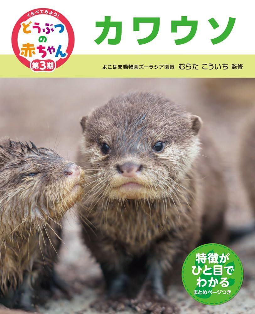 カワウソ (くらべてみよう!どうぶつの赤ちゃん)