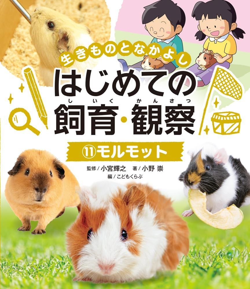 モルモット (生きものとなかよしはじめての飼育・観察 11)