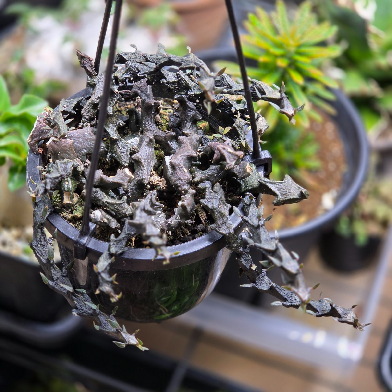 希少 珍奇植物 セロペギア・ボッセリ (Ceropegia bosseri) 4号鉢