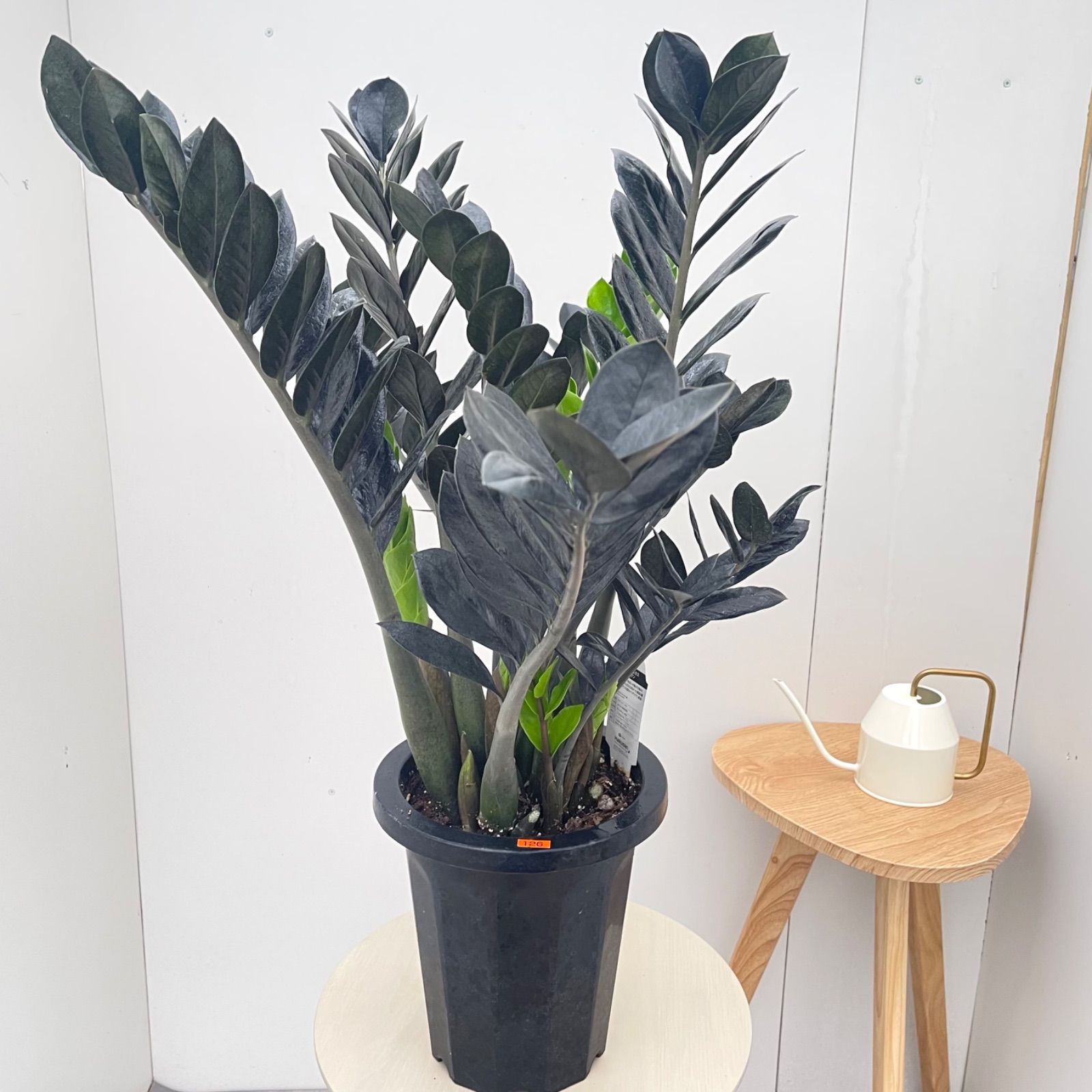 ザミオクルカス　レイヴン　1 ザミオクルカス レイヴン 1【現品】観葉植物 室内 大型 - メルカリ