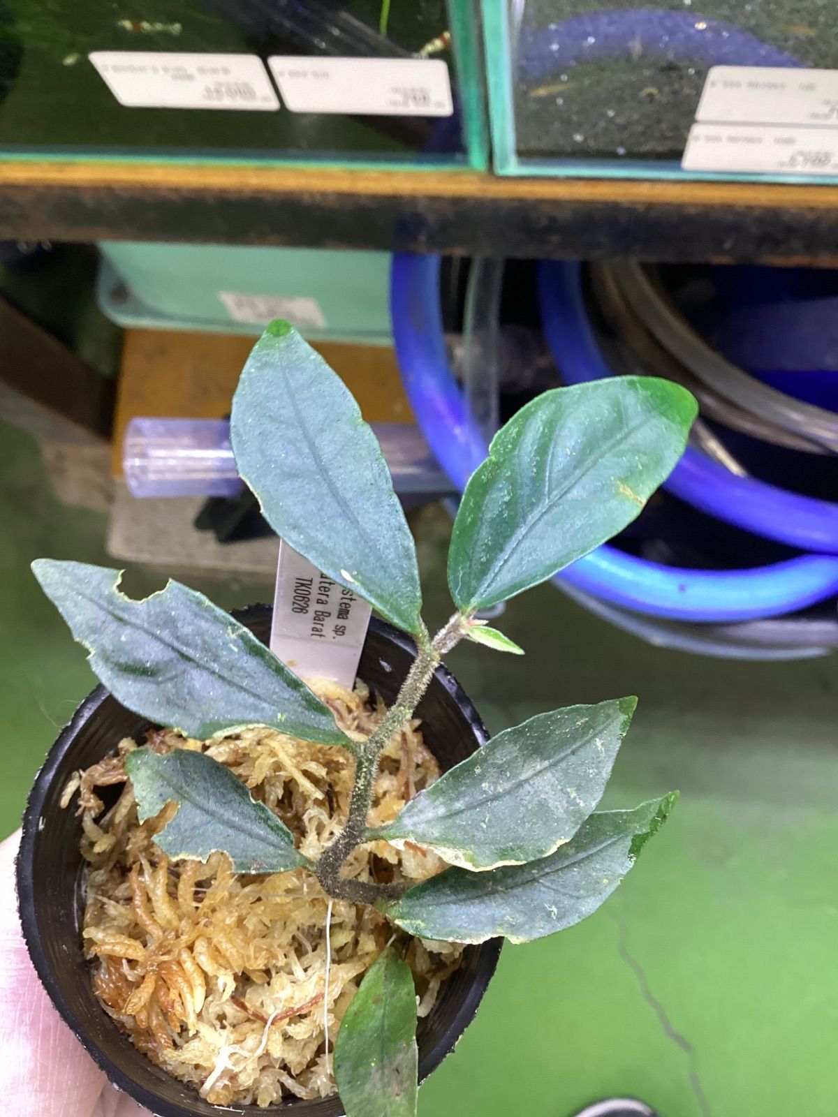 Elatostema sp. Sumatera Barat【TK0626】