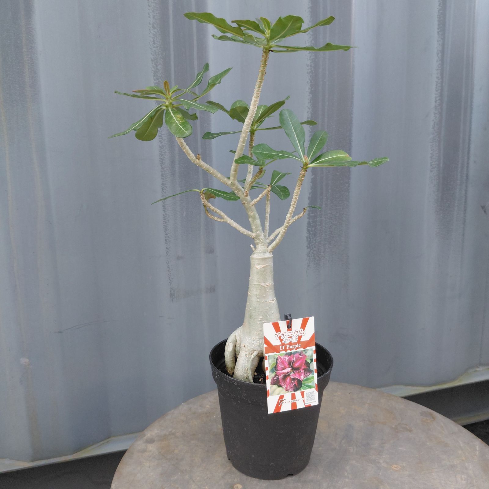 現品④ ☆ アデニウム・オベスム ☆// 八重咲5号鉢 砂漠の薔薇