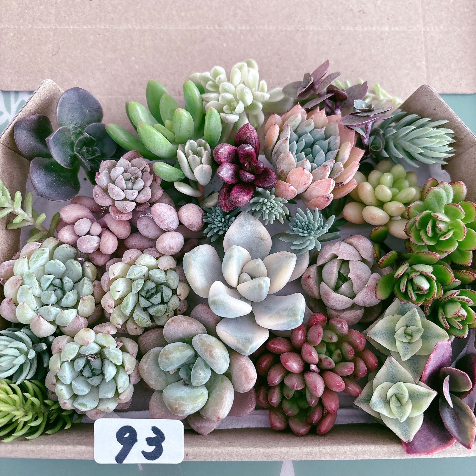 93 多肉植物寄せ植えセット - メルカリ