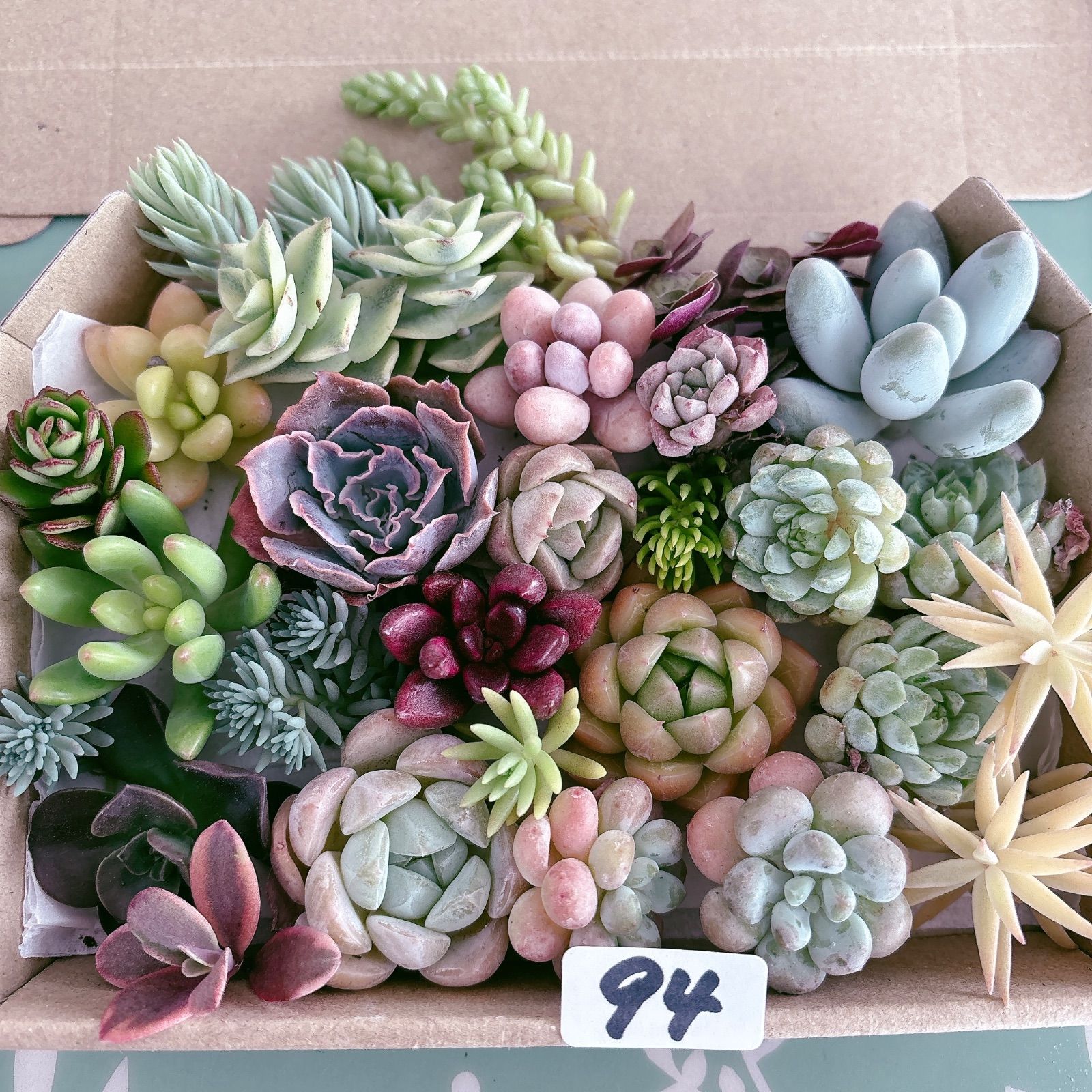 94 多肉植物寄せ植えセット - メルカリ