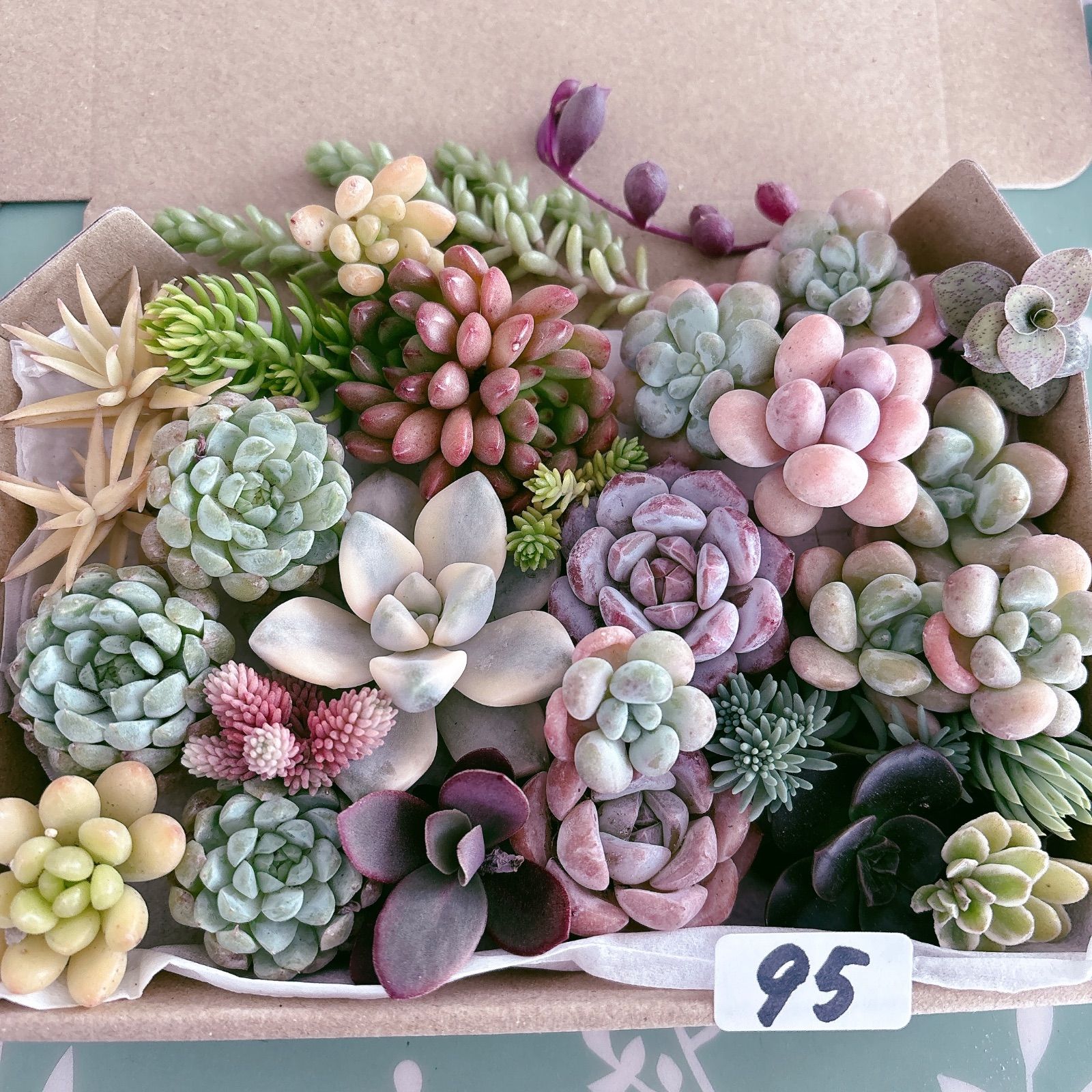 95 多肉植物寄せ植えセット - メルカリ