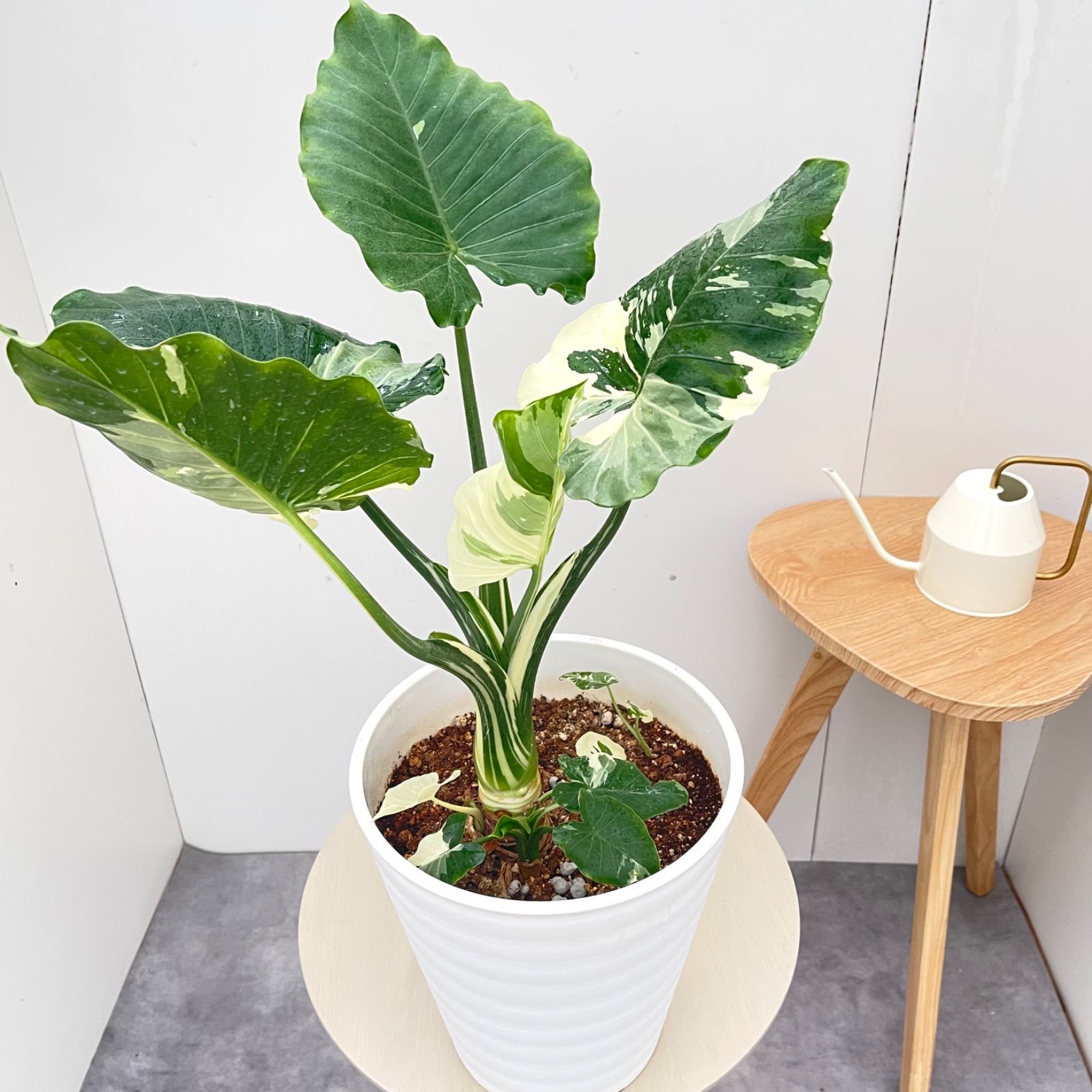クワズイモ　斑入り　21【現品】☆希少☆ 観葉植物　室内　大型