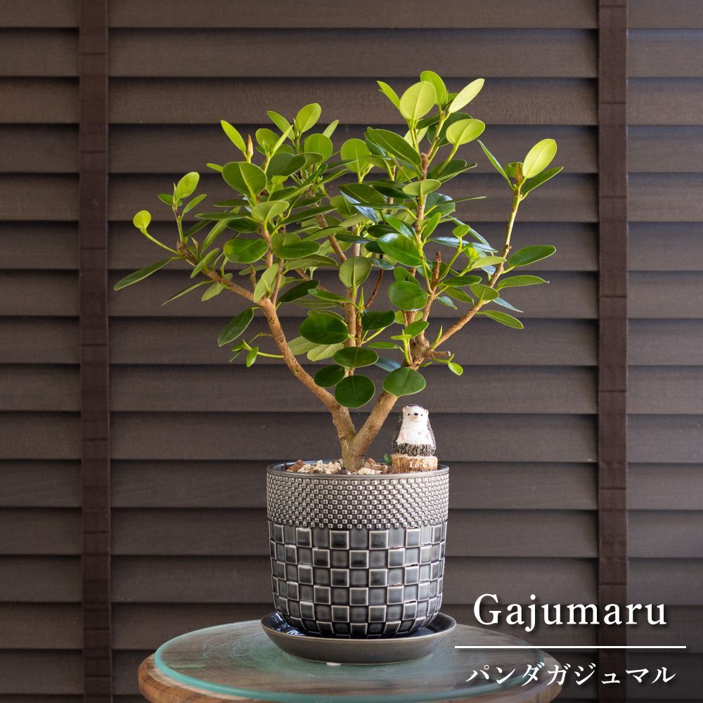 パンダガジュマル 4.5号 陶器鉢 ピック付 観葉植物 ガジュマルの木