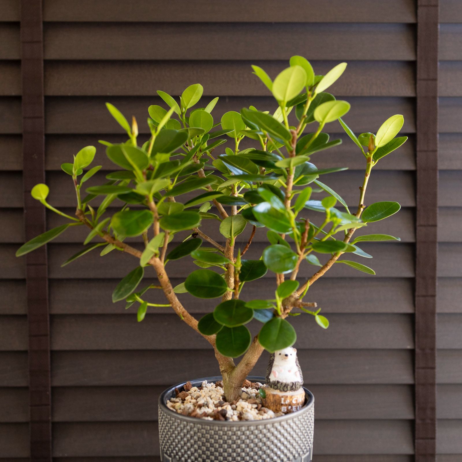 観葉植物 五葉松 斑入り 4.5号鉢つき 斑入り❗ ⑨