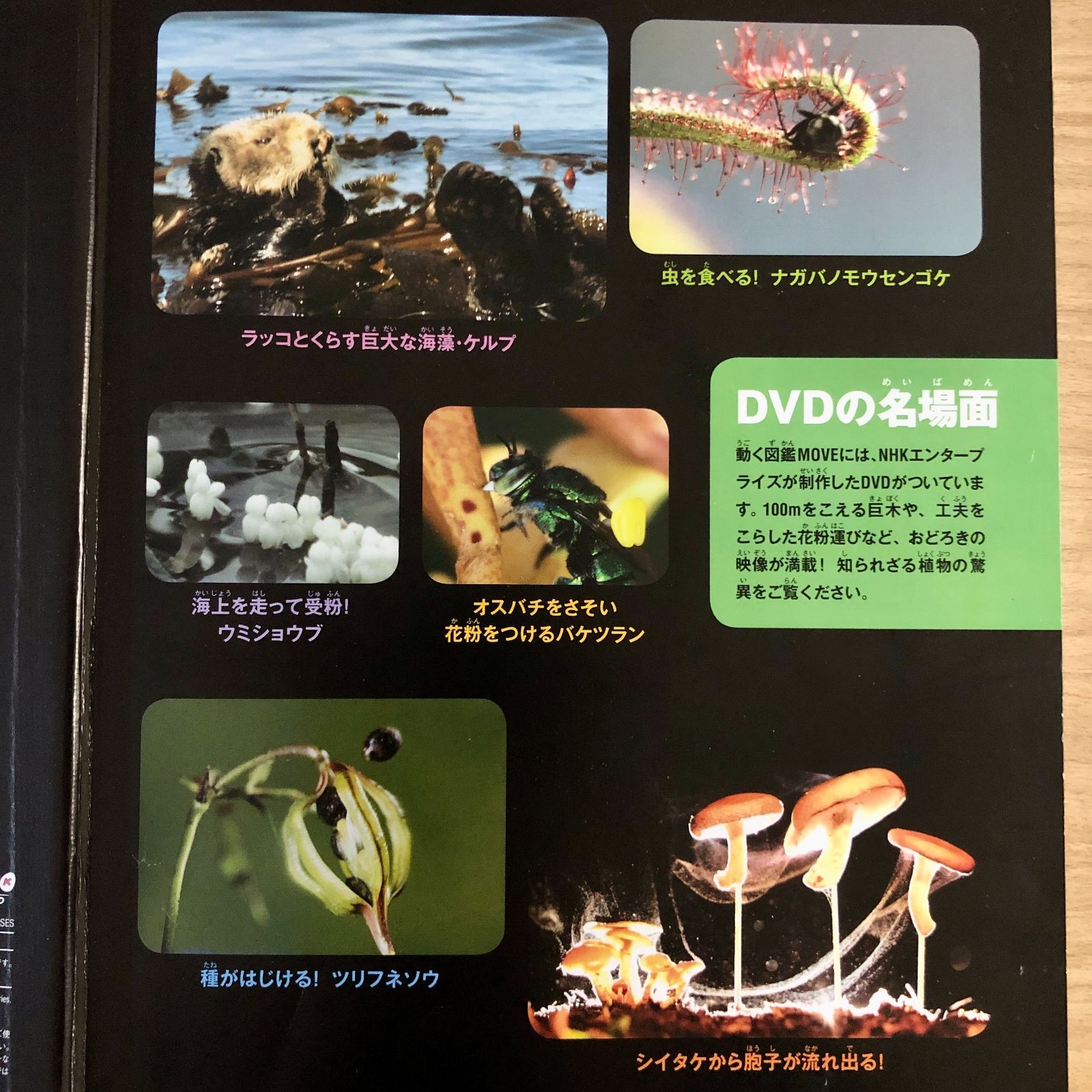 ◇[F]図鑑まとめ売り12冊 講談社の動く図鑑MOVE DVD12枚付 - メルカリ