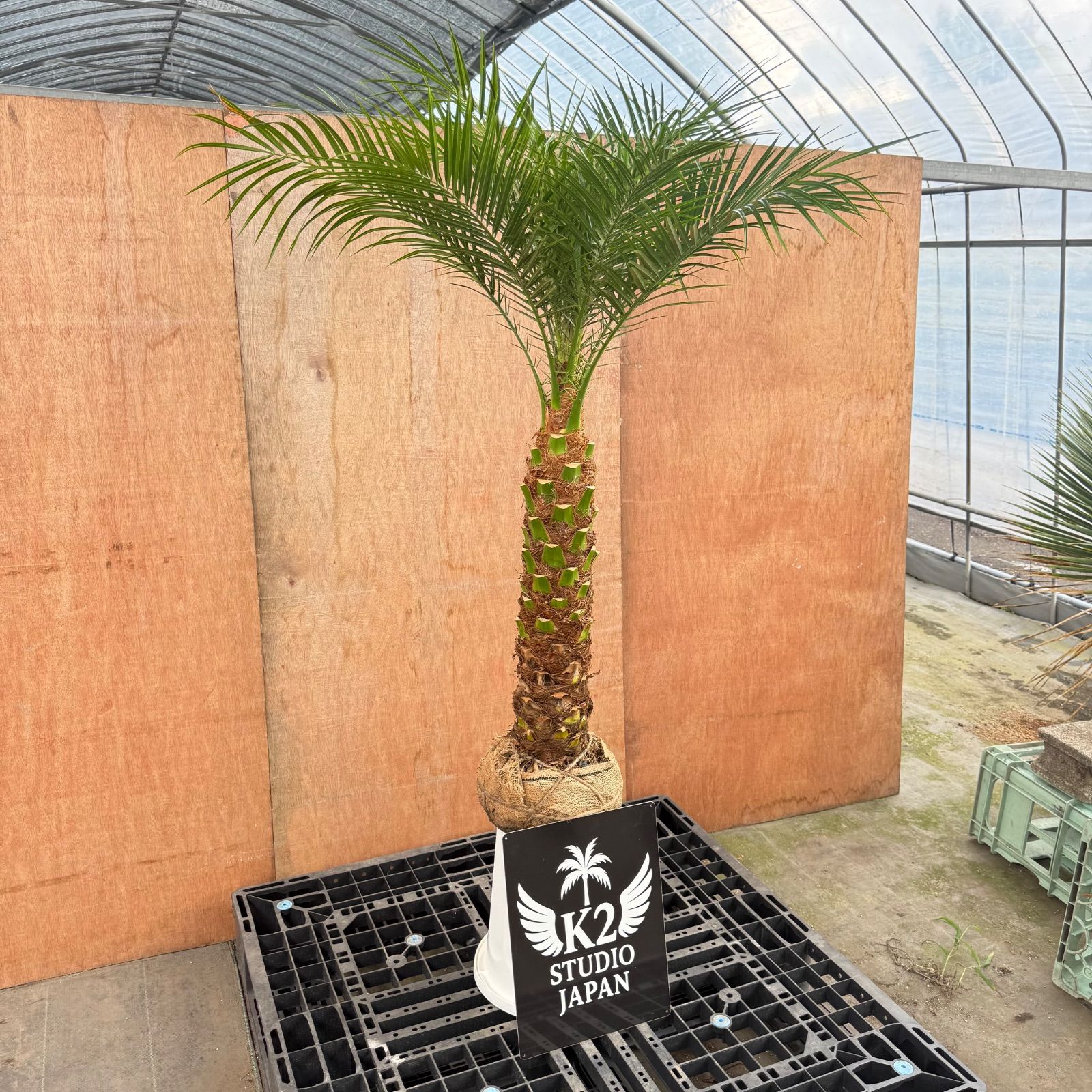 特大フェニックス・ロベレニー🌴根巻き｜送料込み11,200円｜シンボル