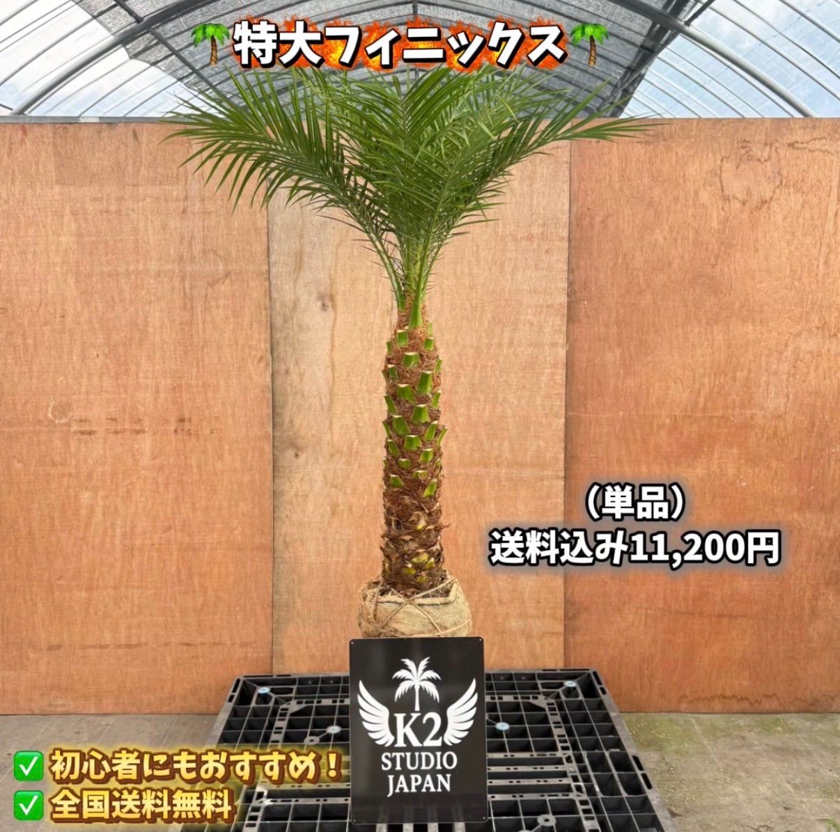 特大フェニックス・ロベレニー🌴根巻き｜送料込み11,200円｜シンボル
