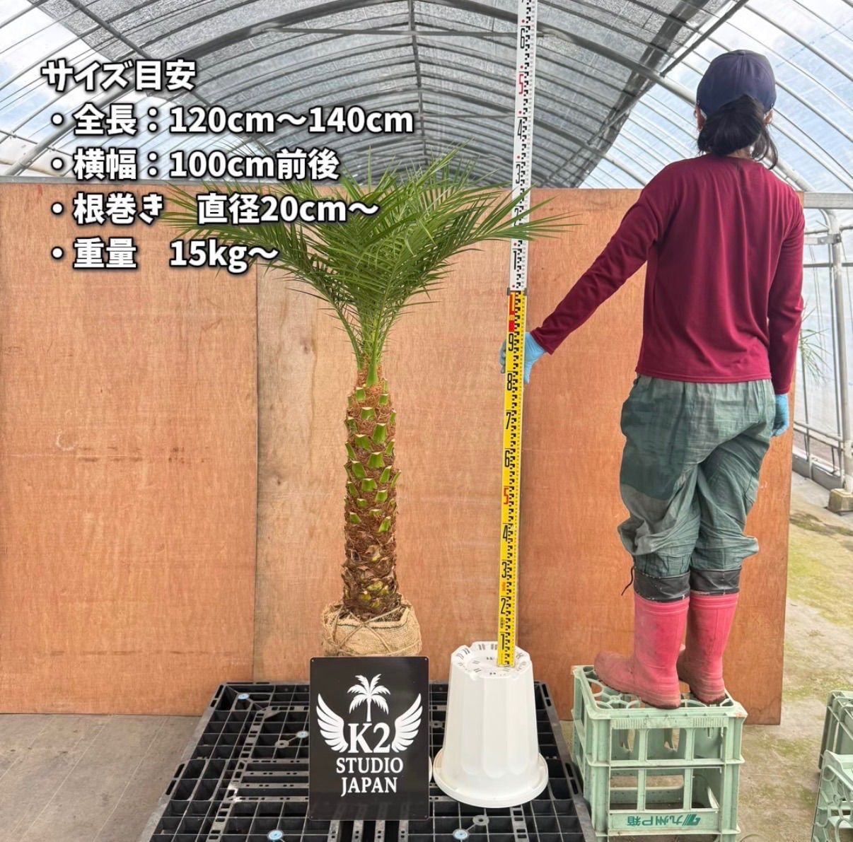 特大フェニックス・ロベレニー🌴根巻き｜送料込み11,200円｜シンボル