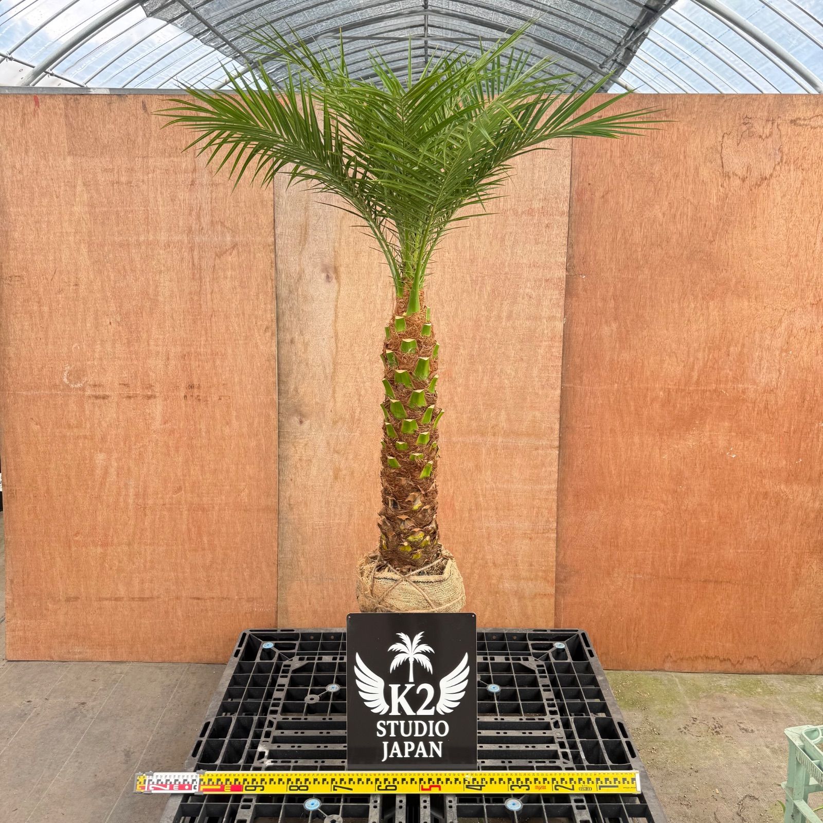 特大フェニックス・ロベレニー🌴根巻き｜送料込み11,200円｜シンボル