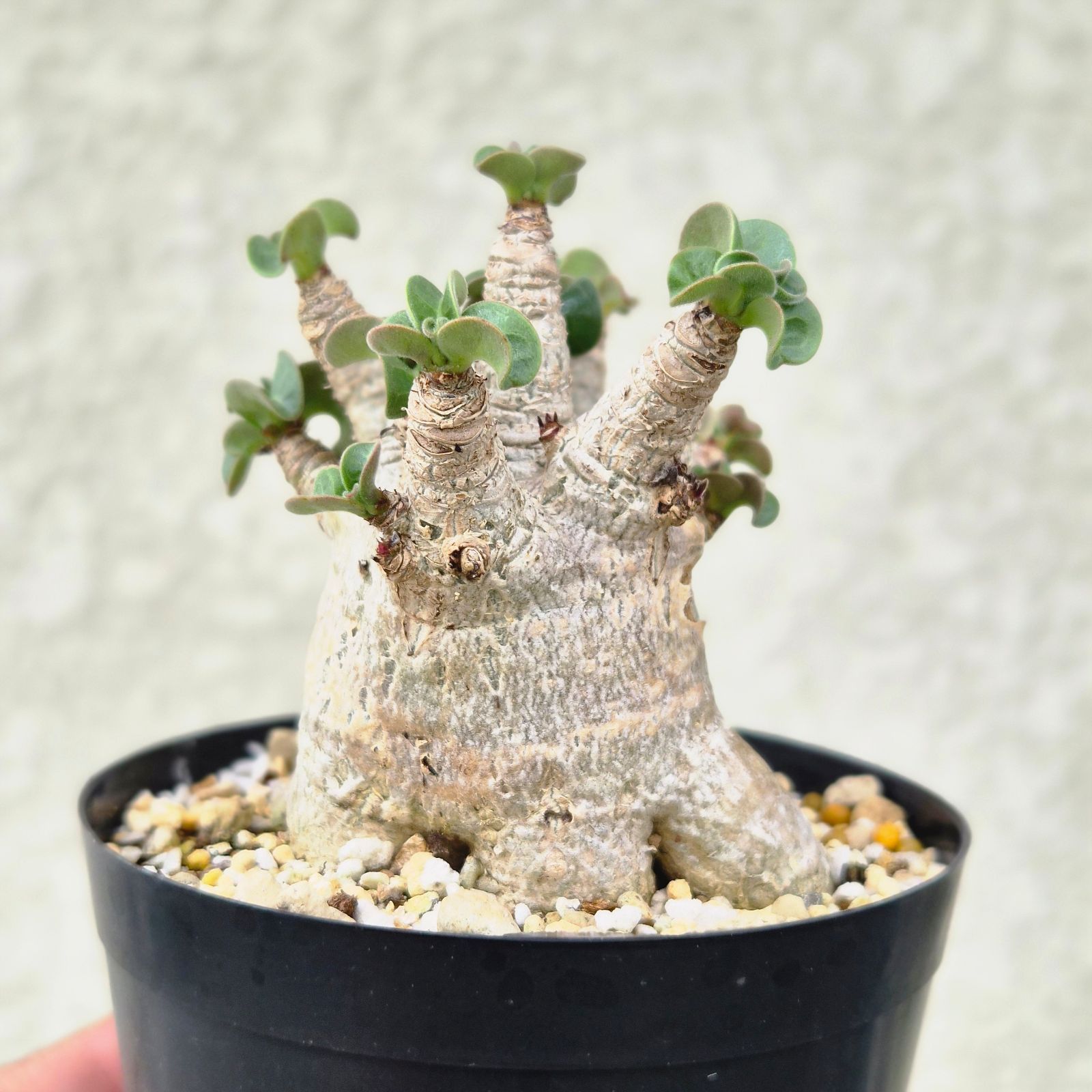 Mサイズ ④《 Adenium Arabicum D.H.A》アデニウム アラビカム 獅子葉