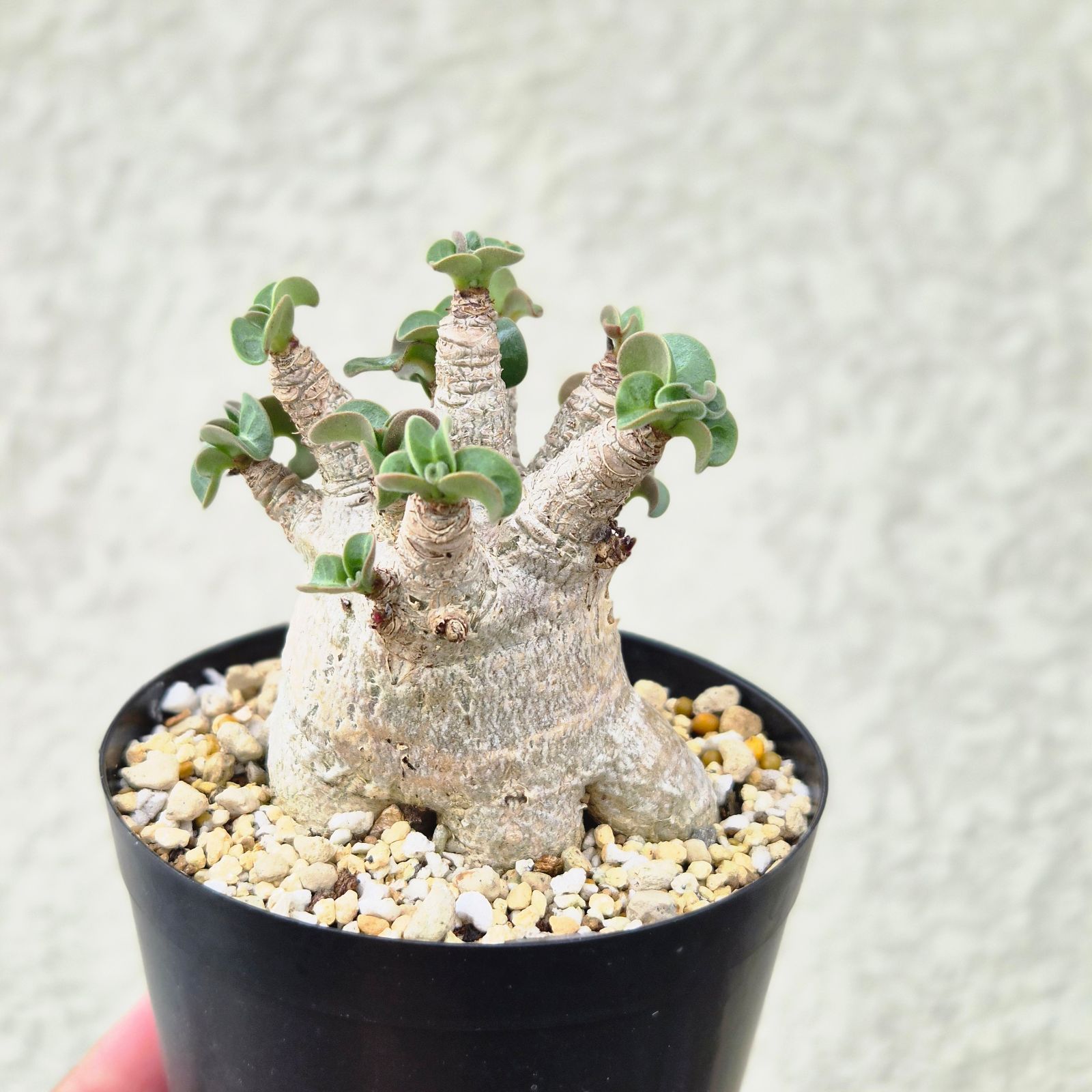 Mサイズ ④《 Adenium Arabicum D.H.A》アデニウム アラビカム 獅子葉
