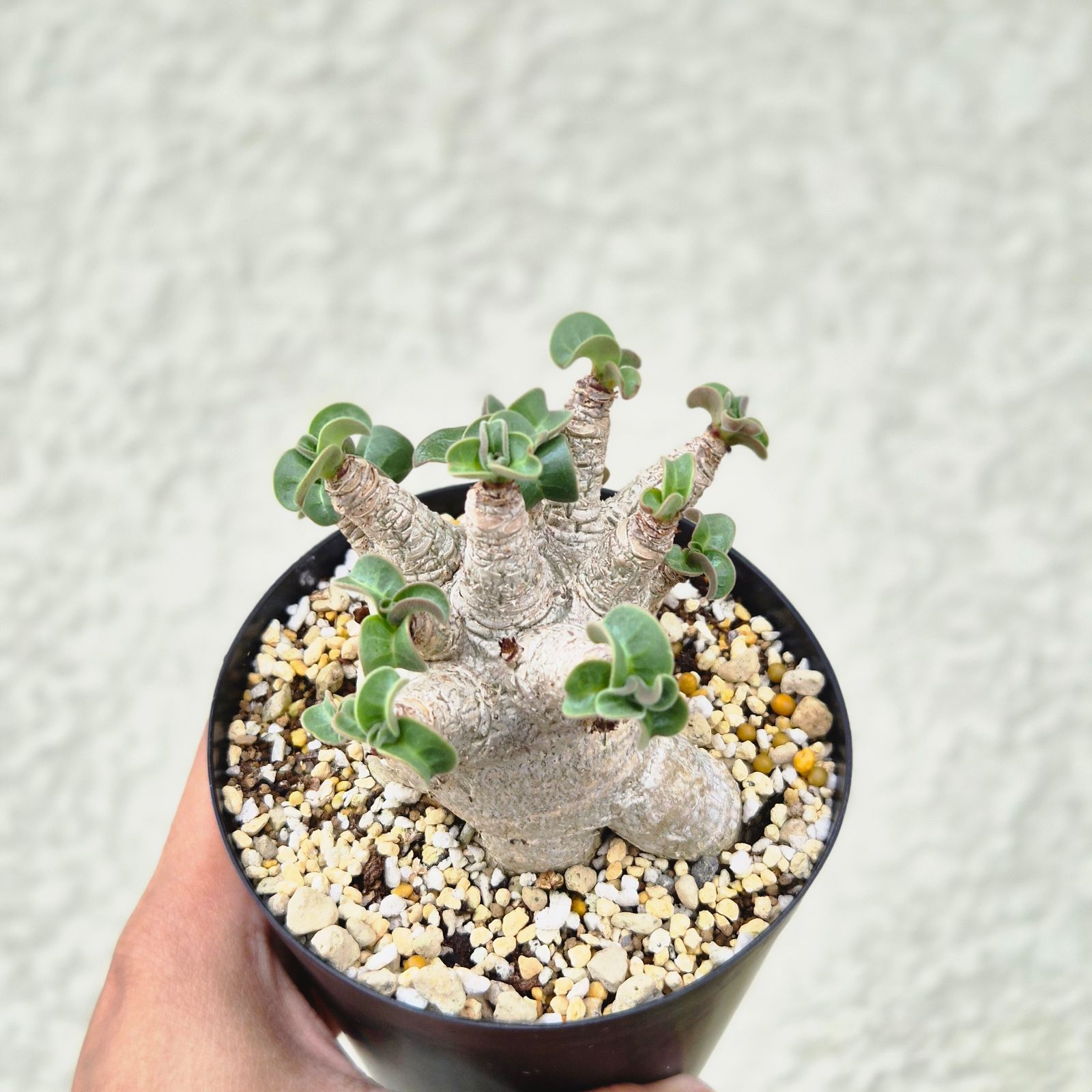 Mサイズ ④《 Adenium Arabicum D.H.A》アデニウム アラビカム 獅子葉