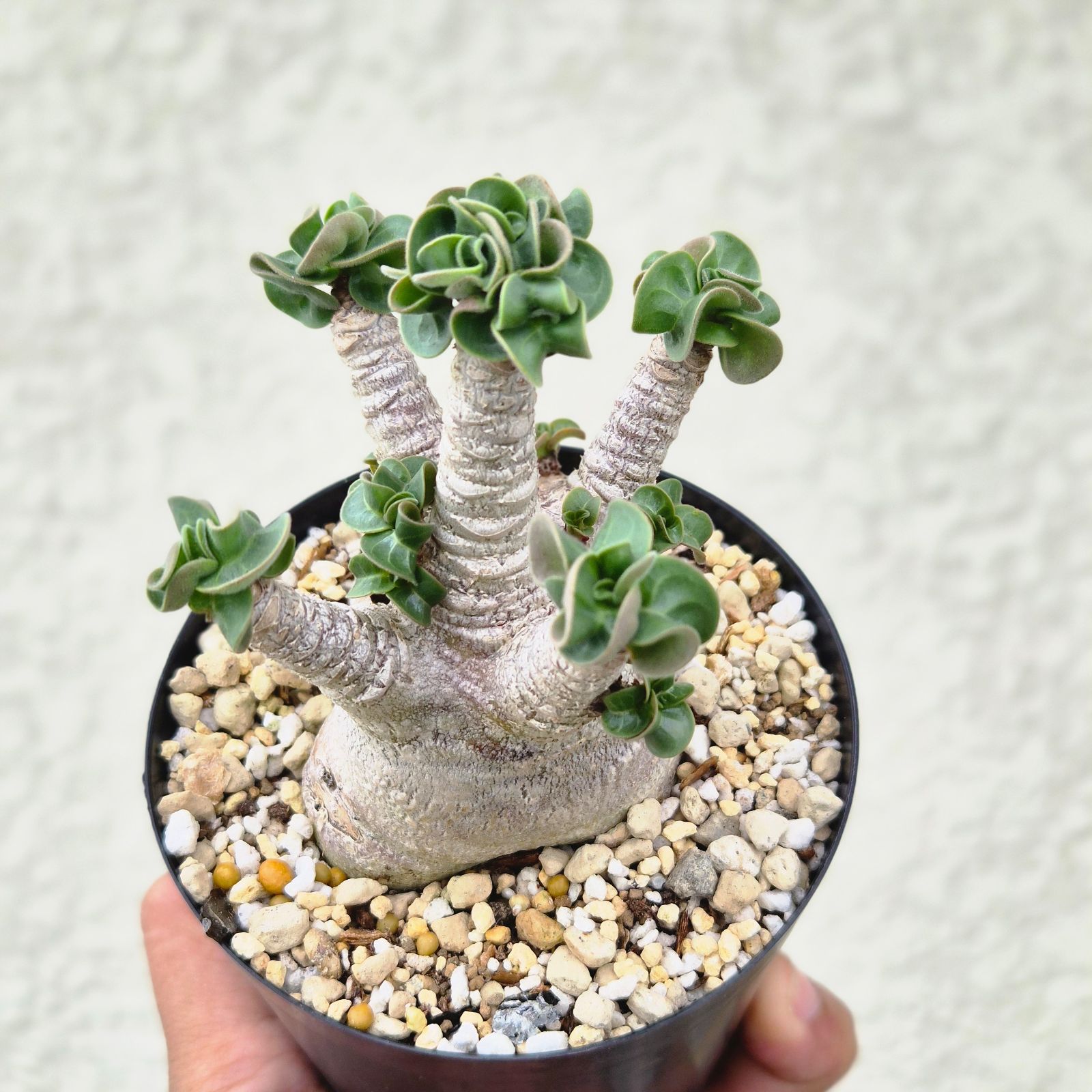 Mサイズ ➄《 Adenium Arabicum D.H.A》アデニウム アラビカム 獅子葉