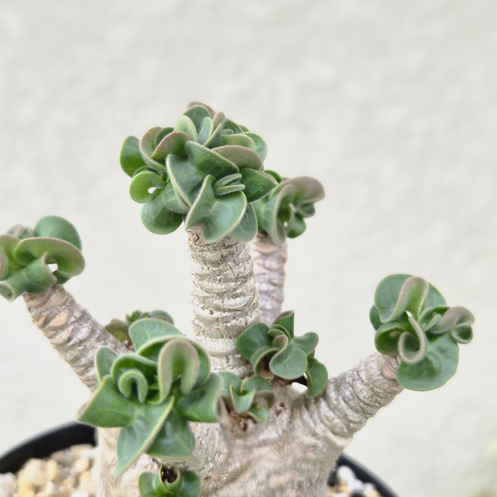Mサイズ ➄《 Adenium Arabicum D.H.A》アデニウム アラビカム 獅子葉