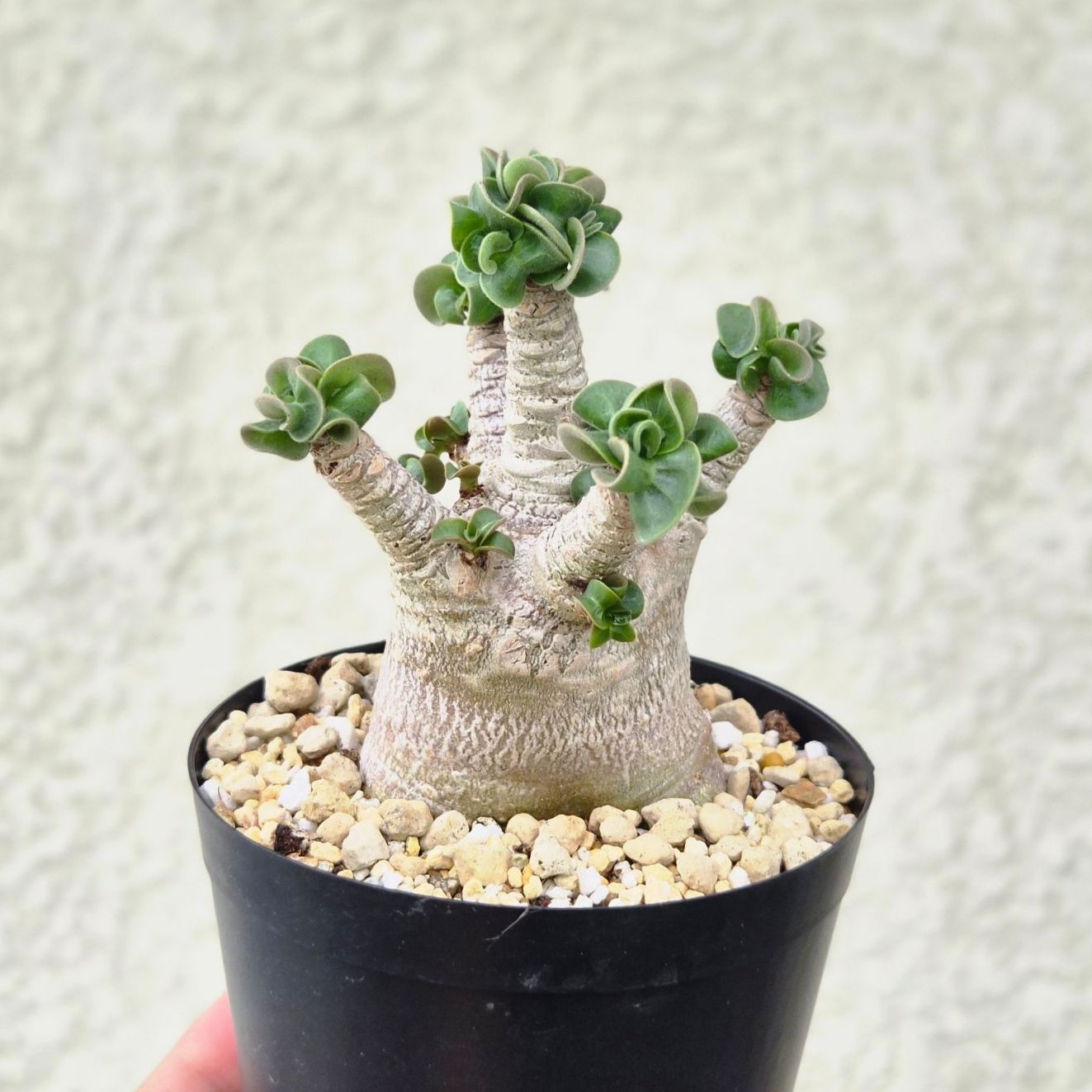 Mサイズ ➄《 Adenium Arabicum D.H.A》アデニウム アラビカム 獅子葉