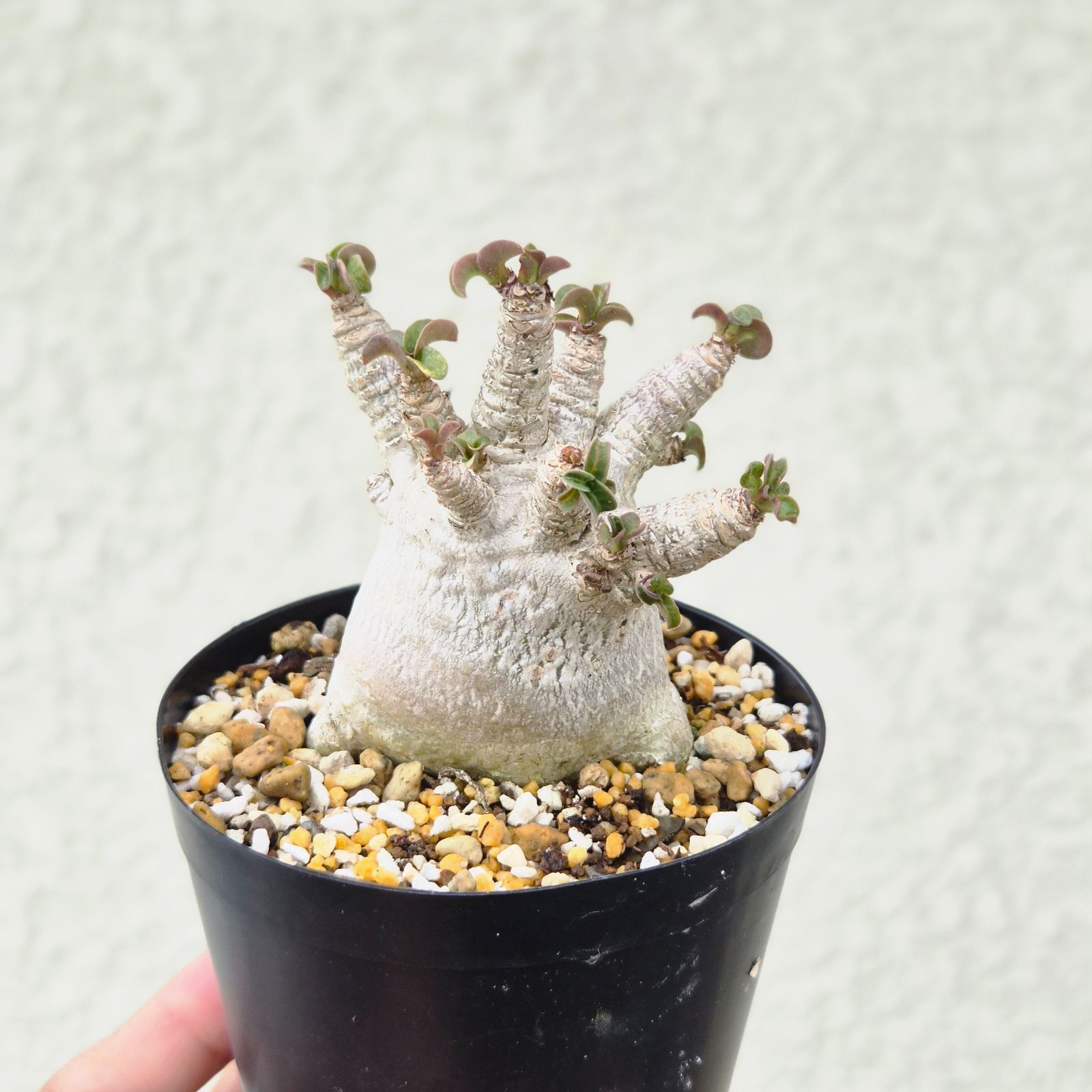 Mサイズ ⑧《 Adenium Arabicum D.H.A》アデニウム アラビカム 獅子葉