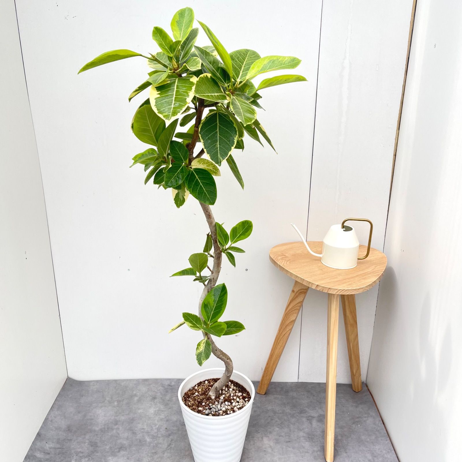 フィカス　アルテシマ　曲がり　13【現品】観葉植物　室内　大型