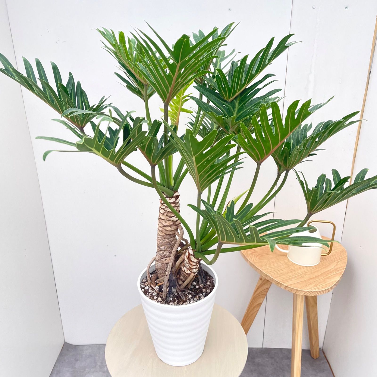 フィロデンドロン　ジャイアントザナドゥ　幹上がり　1【現品】観葉植物　室内　7号 9,702円