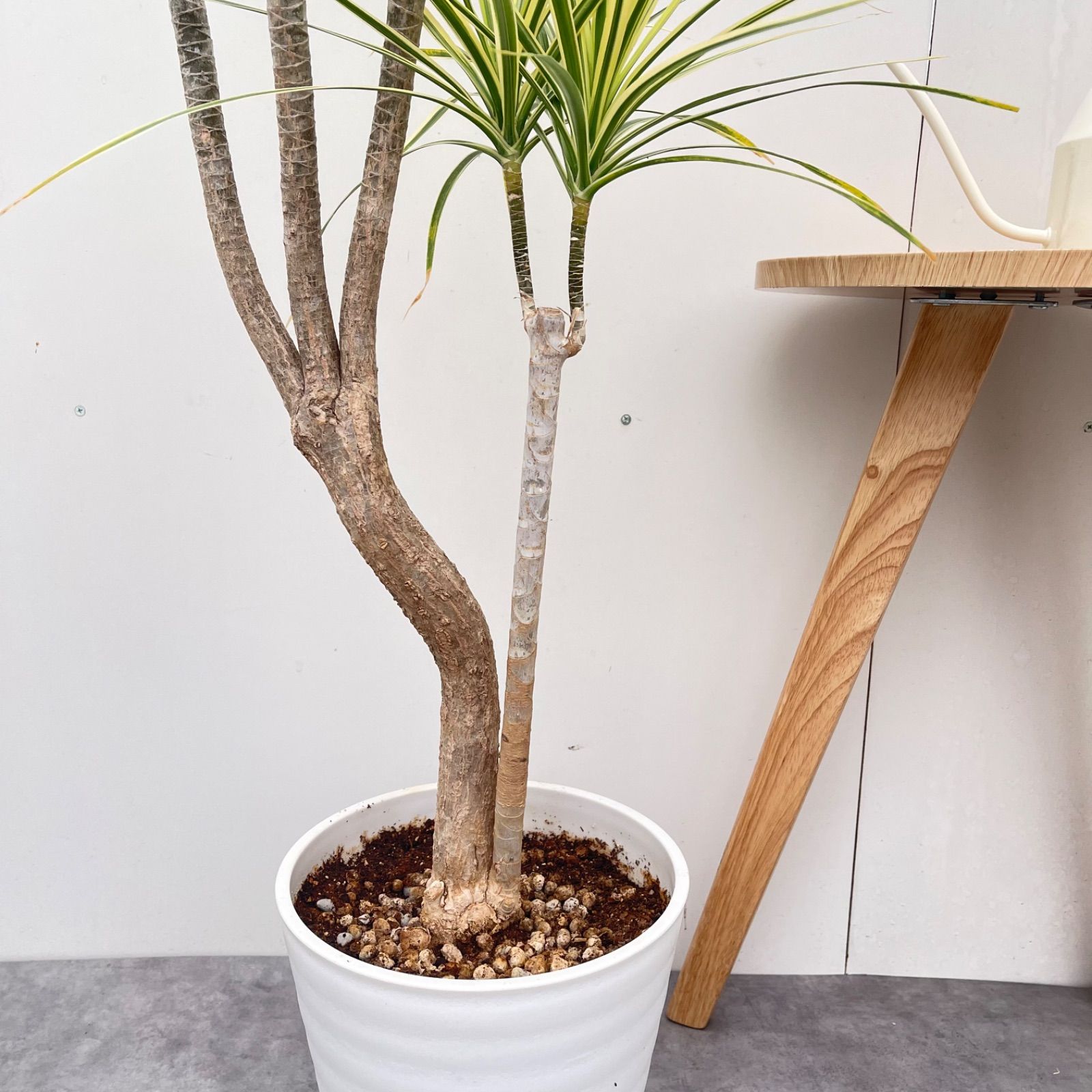 ドラセナ コンシンネ ホワイボリー 1【現品】観葉植物 室内 大型
