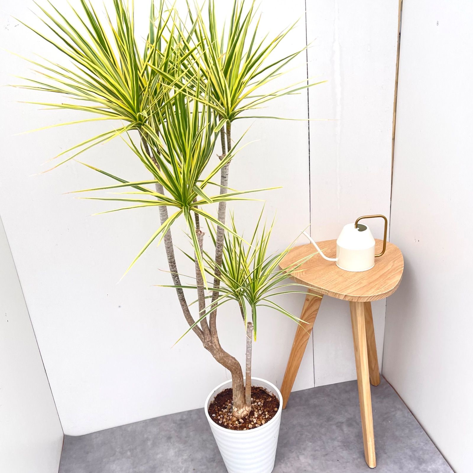 現品　ドラセナ　コンシンネ　ホワイボリー　1番　観葉植物　特大　インテリア　室内 ドラセナ コンシンネ ホワイボリー 1【現品】観葉植物 室内 大型