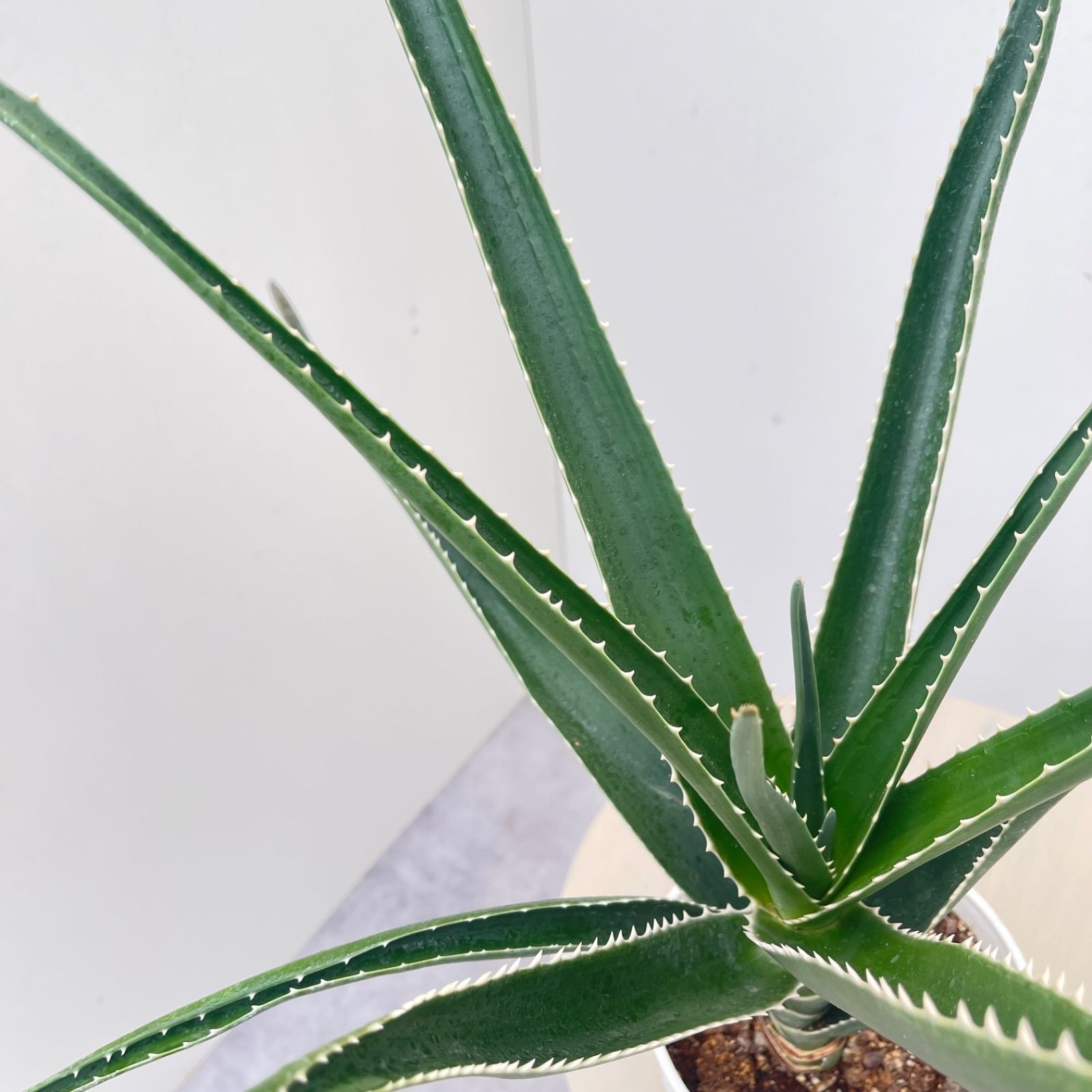 アロエ メデューサ【現品】☆希少☆ 観葉植物 多肉植物 室内 5号