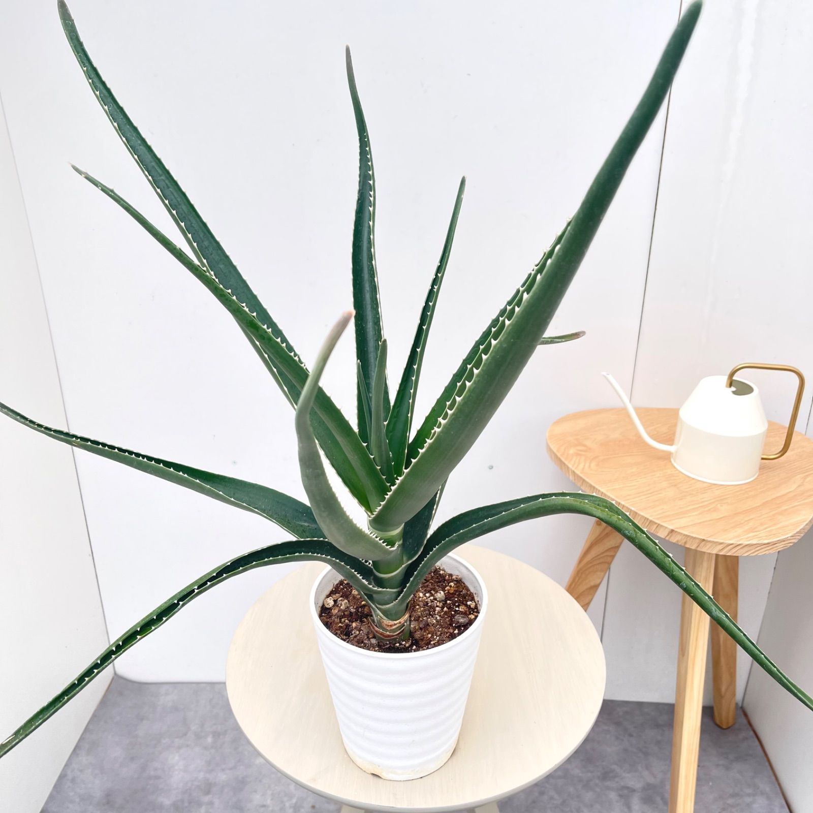 アロエ メデューサ【現品】☆希少☆ 観葉植物 多肉植物 室内 5号