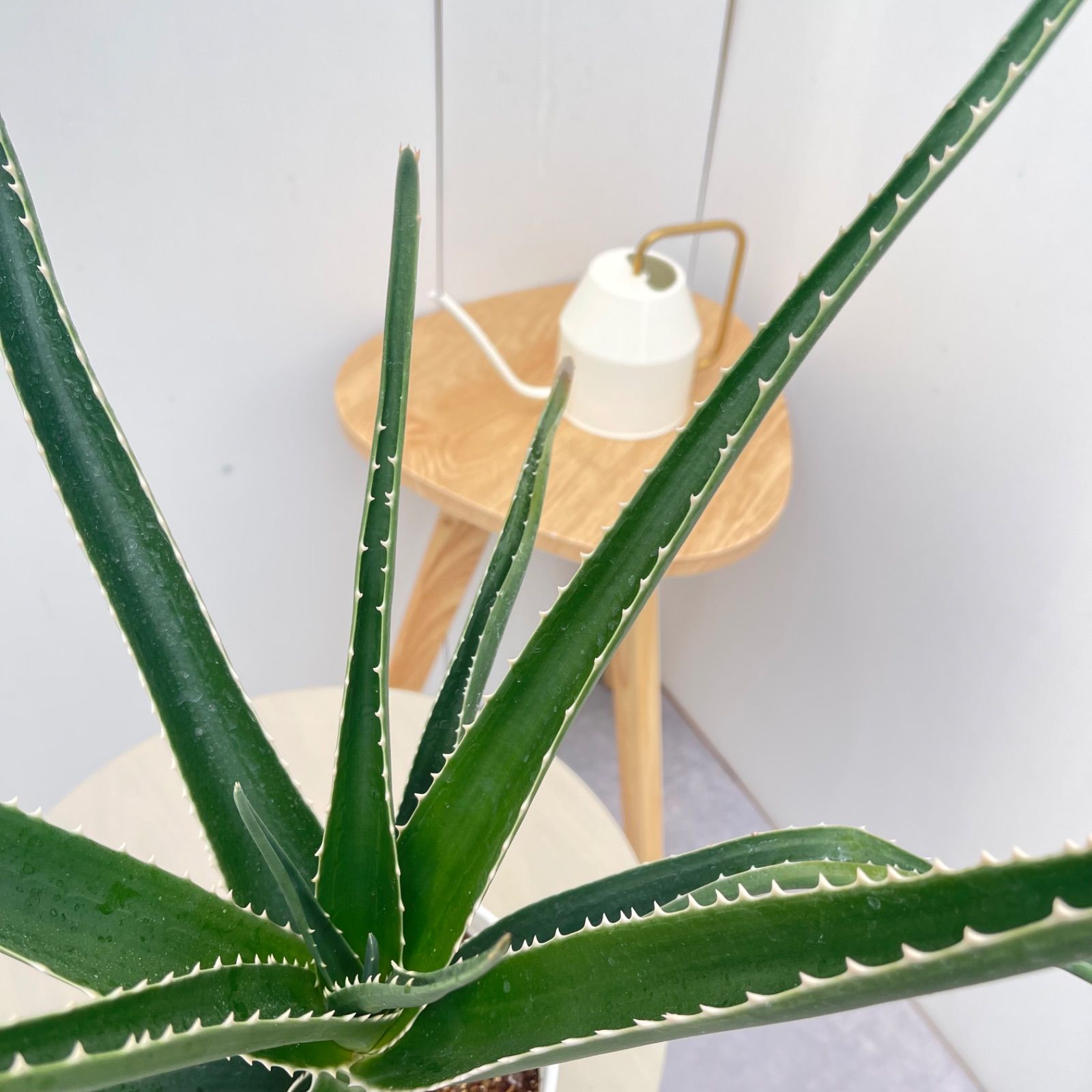 アロエ メデューサ【現品】☆希少☆ 観葉植物 多肉植物 室内 5号