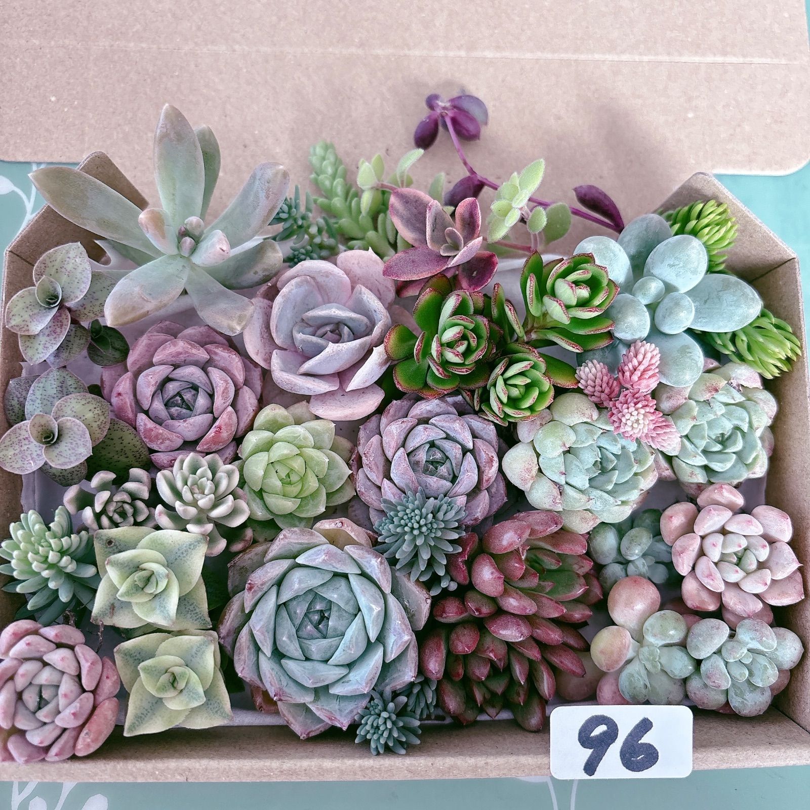 96 多肉植物寄せ植えセット - メルカリ