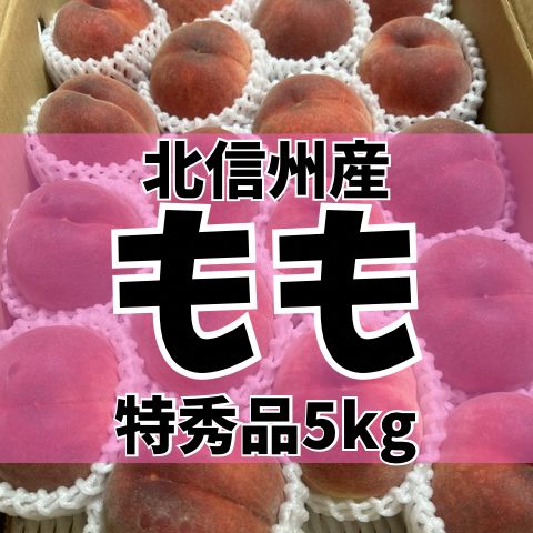 【長野県産】特秀品 白桃 5kg 贈答用｜厳選大玉・産地直送 7,524円